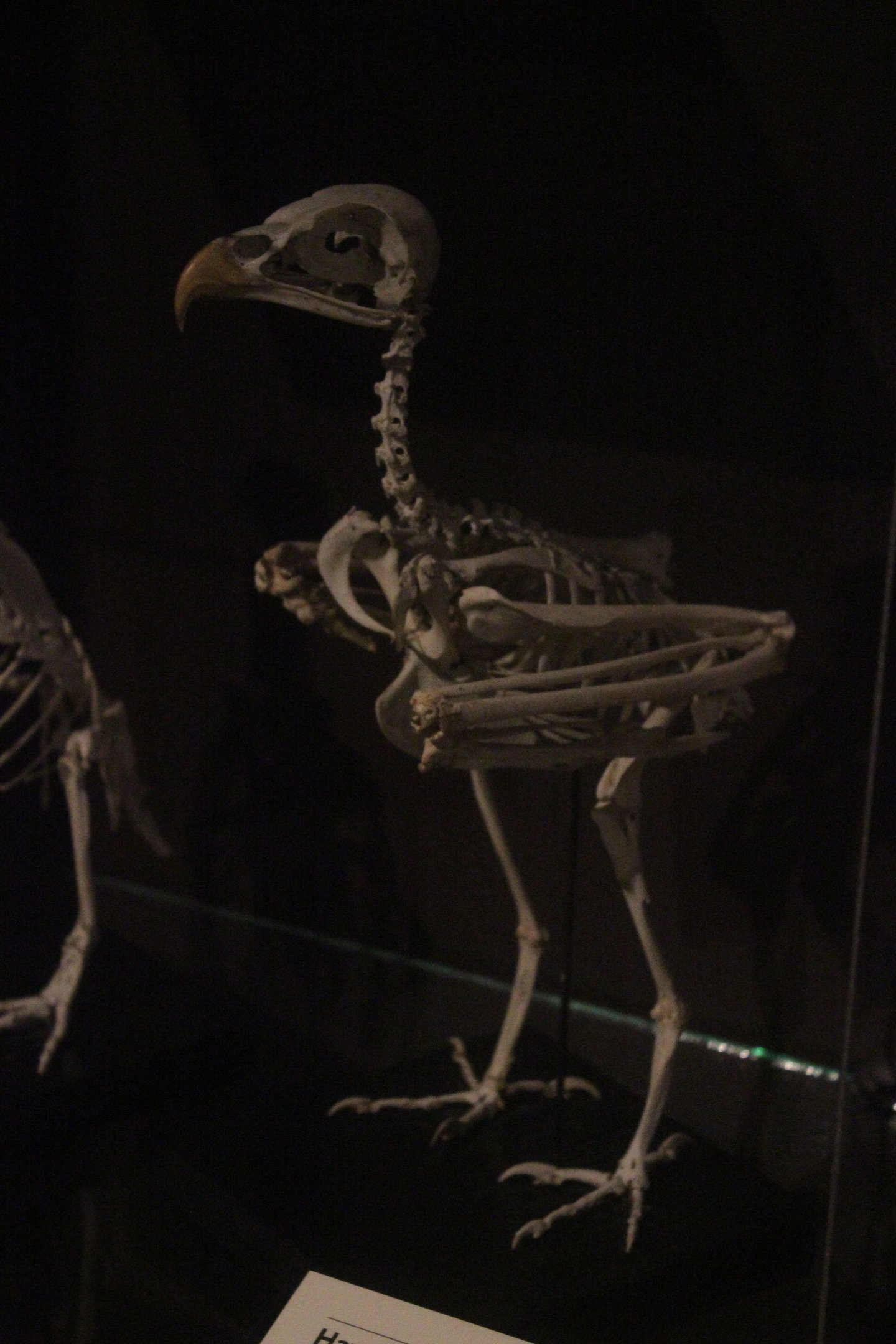 Skeleton of "Hawk" (exact species not specified), Whanganui Regional Museum