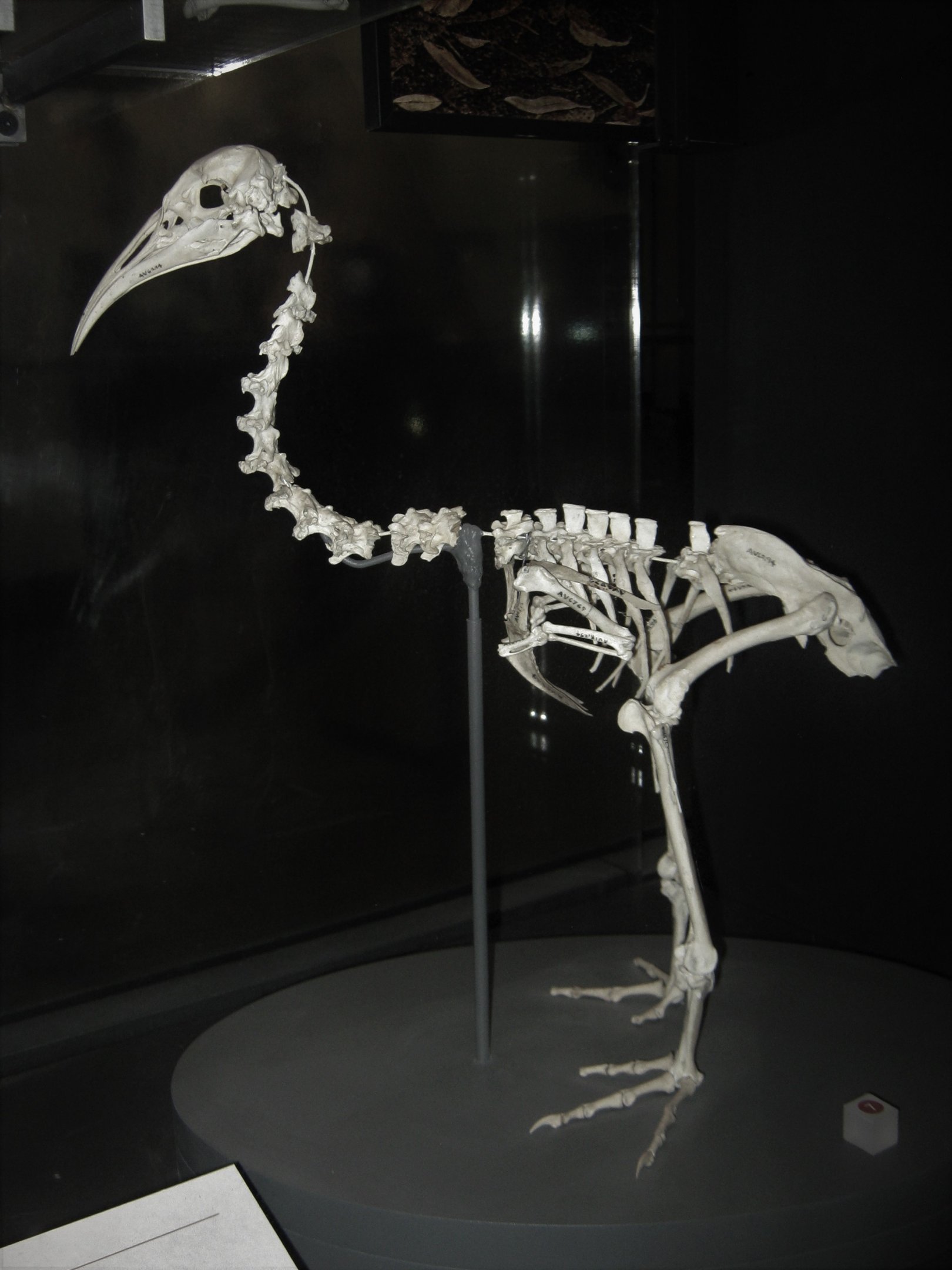 Skeleton of Hawkins' Rail (Diaphorapteryx hawkinsi)