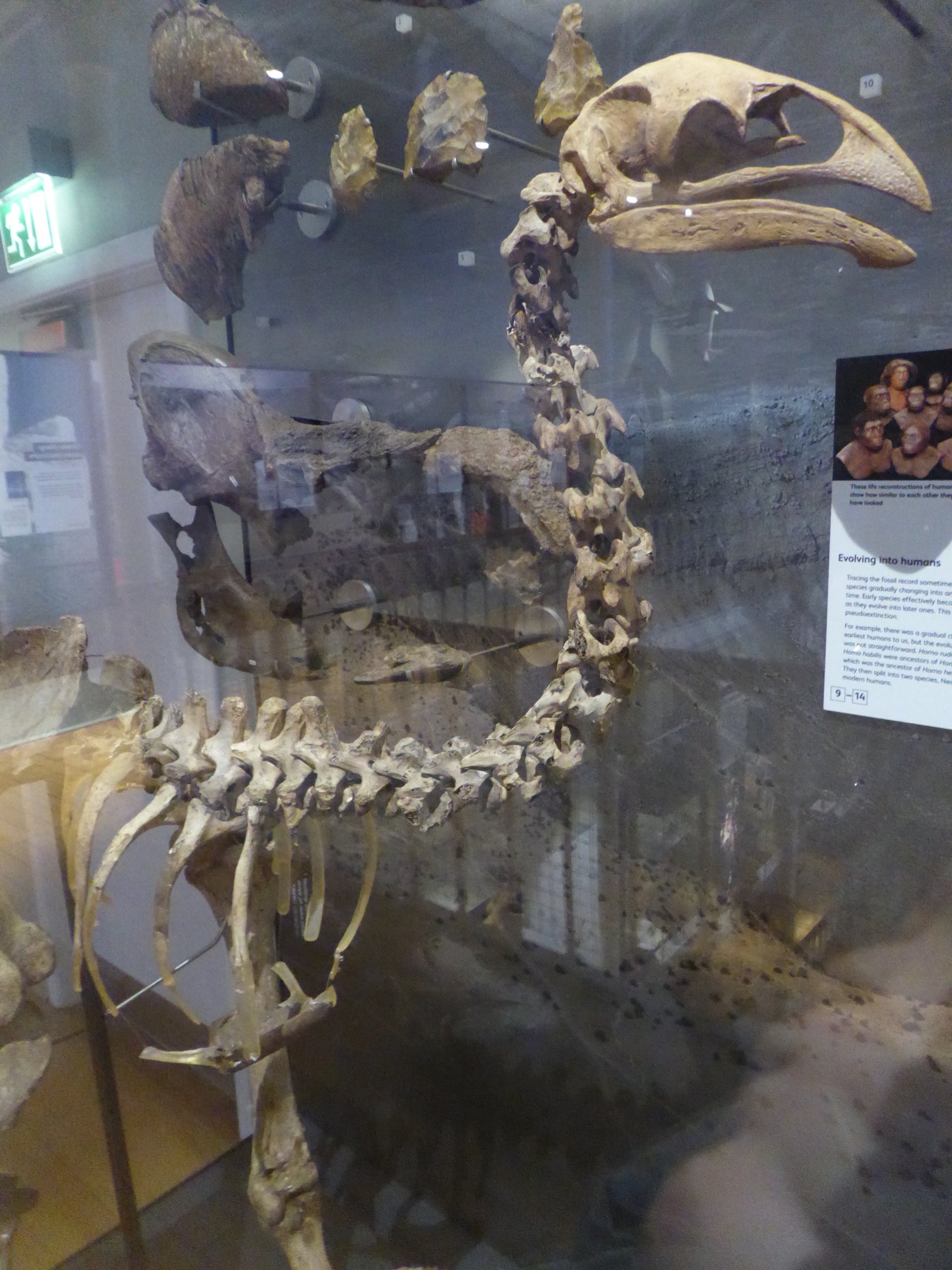 Skeleton of Heavy-footed Moa (Pachyornis elephantopus) at National Museum of Scotland, Edinburgh