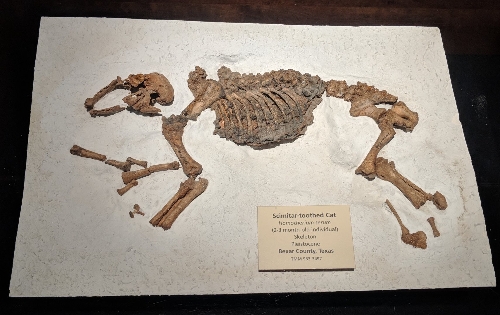 Skeleton of juvenile Homotherium serum