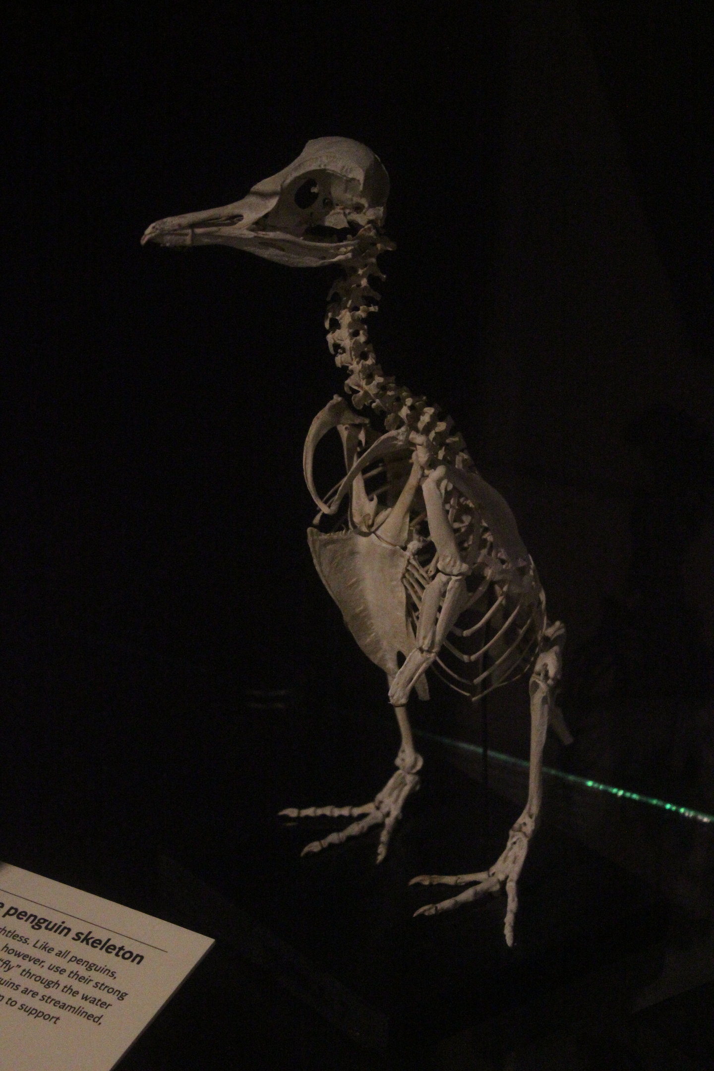 Skeleton of Little Blue Penguin, Whanganui Regional Museum