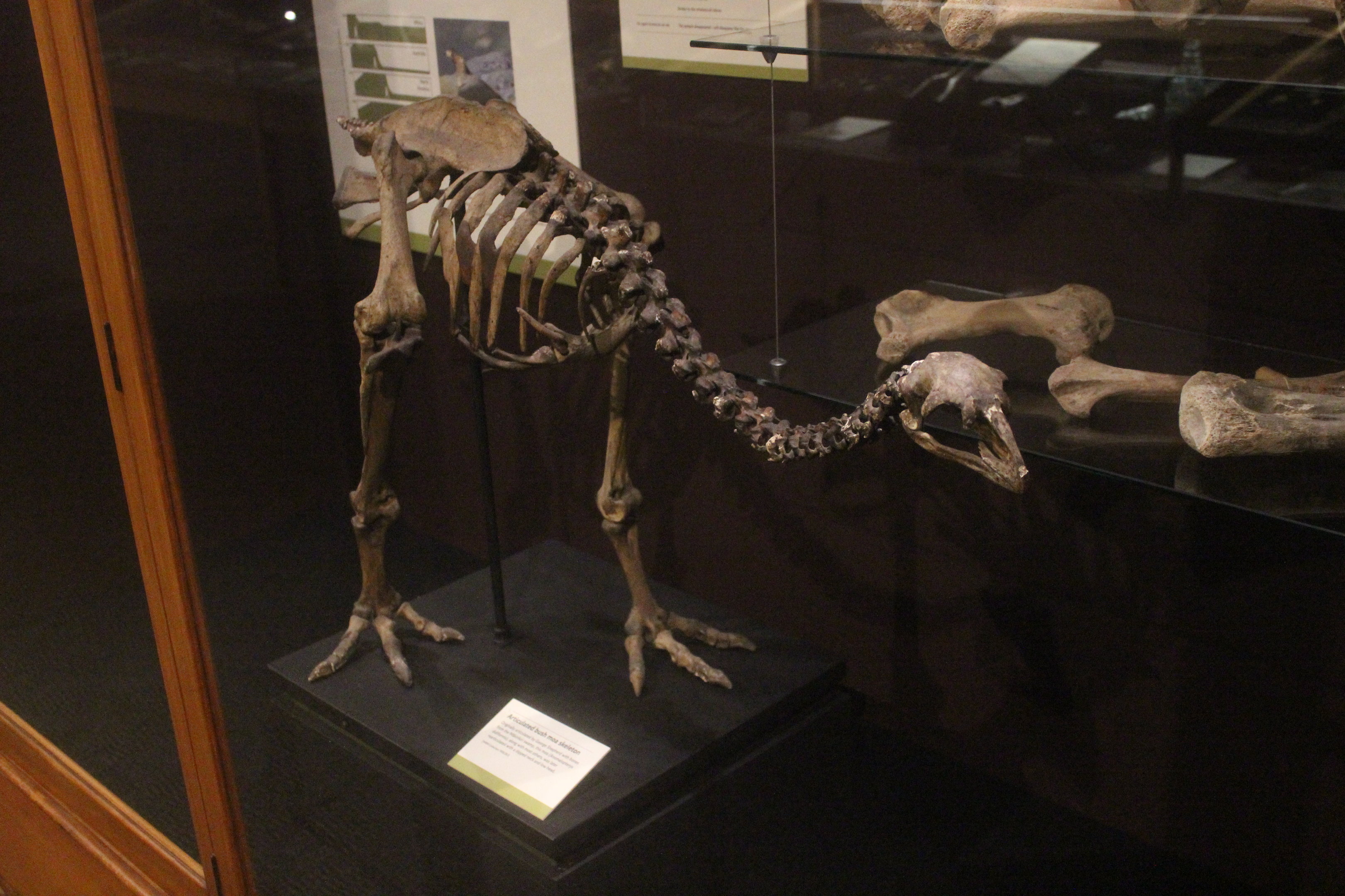 Skeleton of Little Bush Moa, Whanganui Regional Museum