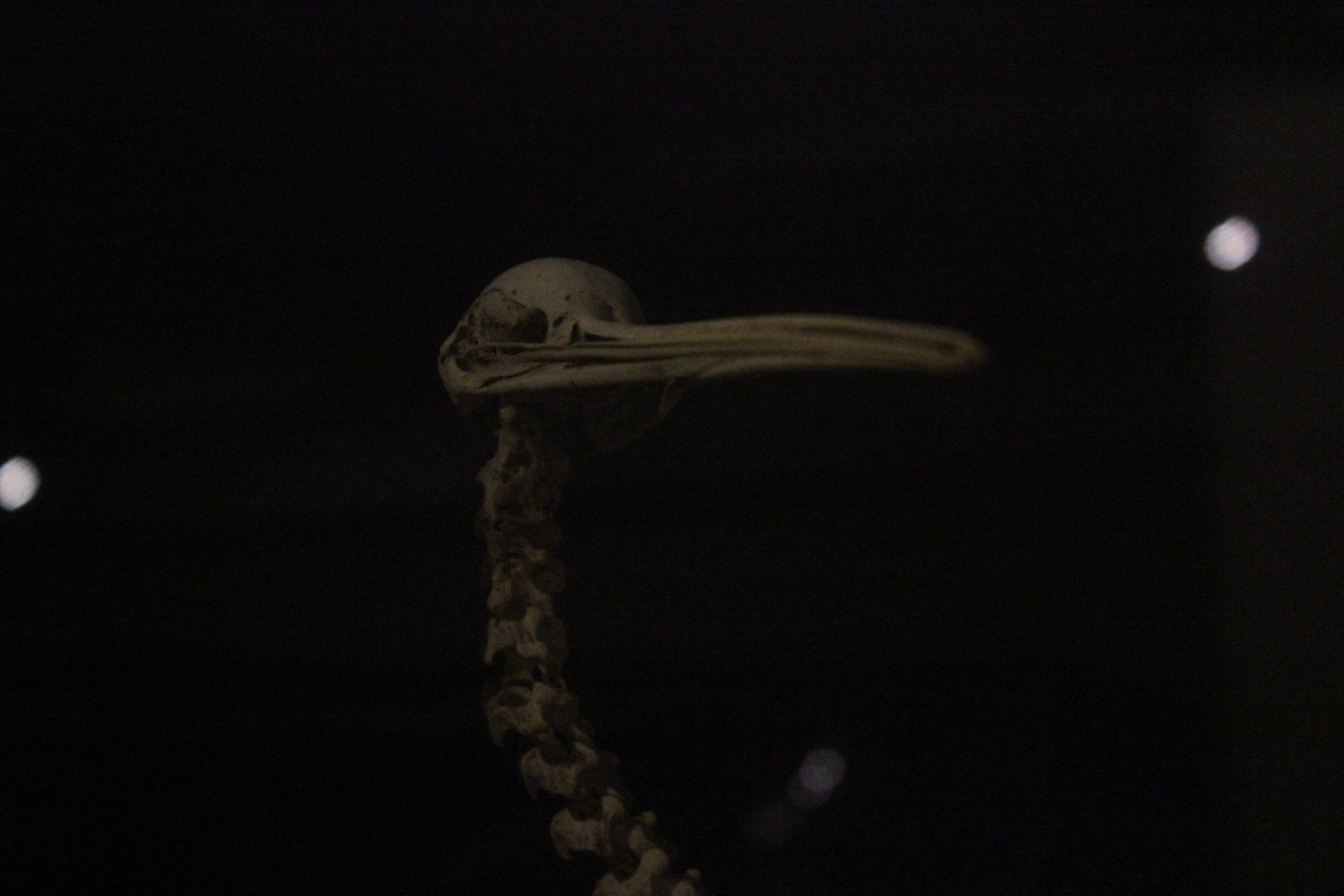 Skeleton of North Island Brown Kiwi, Whanganui Regional Museum