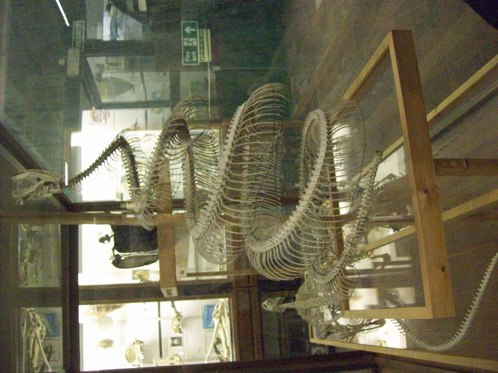 skeleton of 'python sudae' (Aberdeen zoology museum)