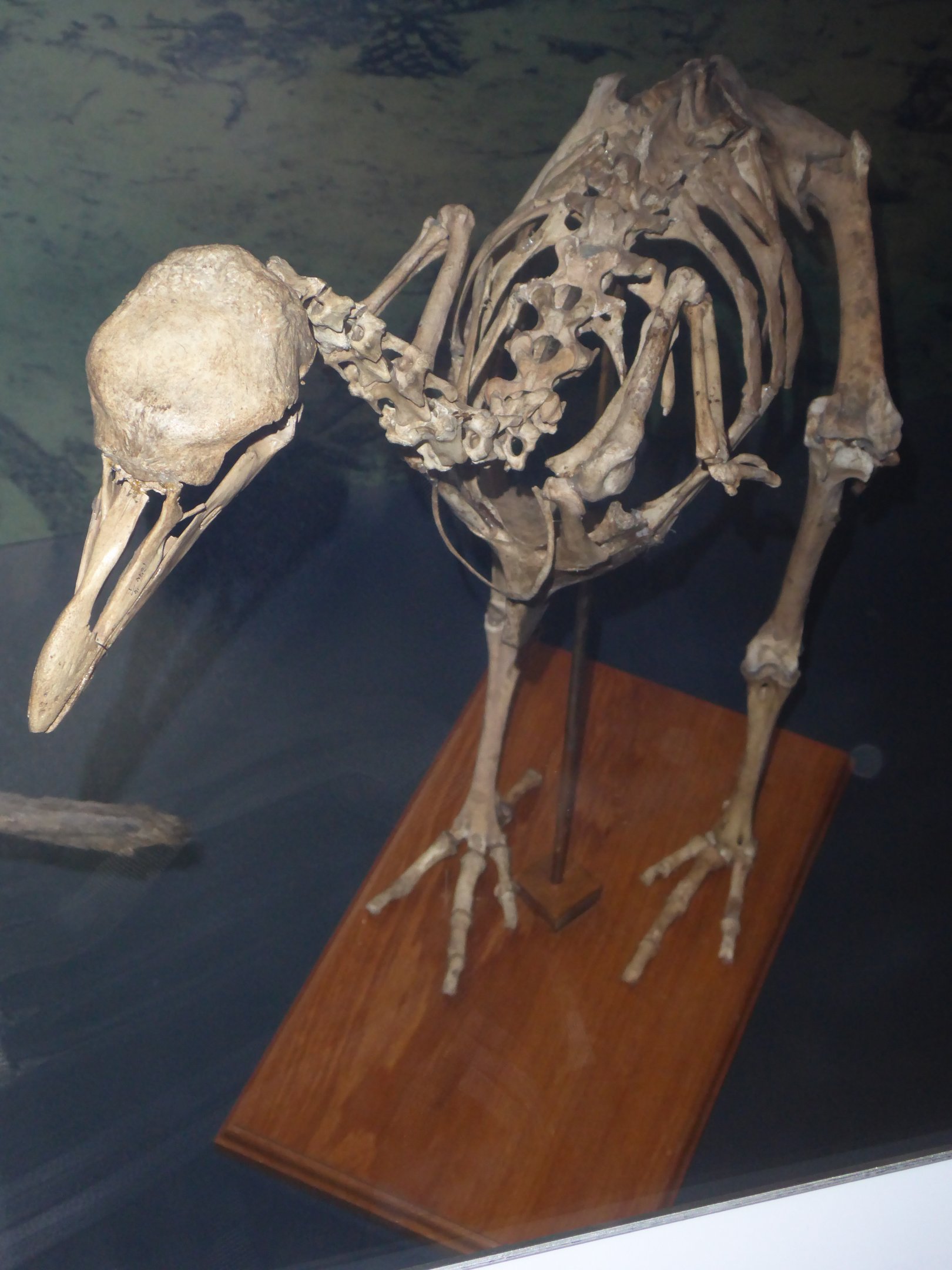 Skeleton of Rodrigues Solitaire (Pezophaps solitaria) at National Museum of Scotland, Edinburgh