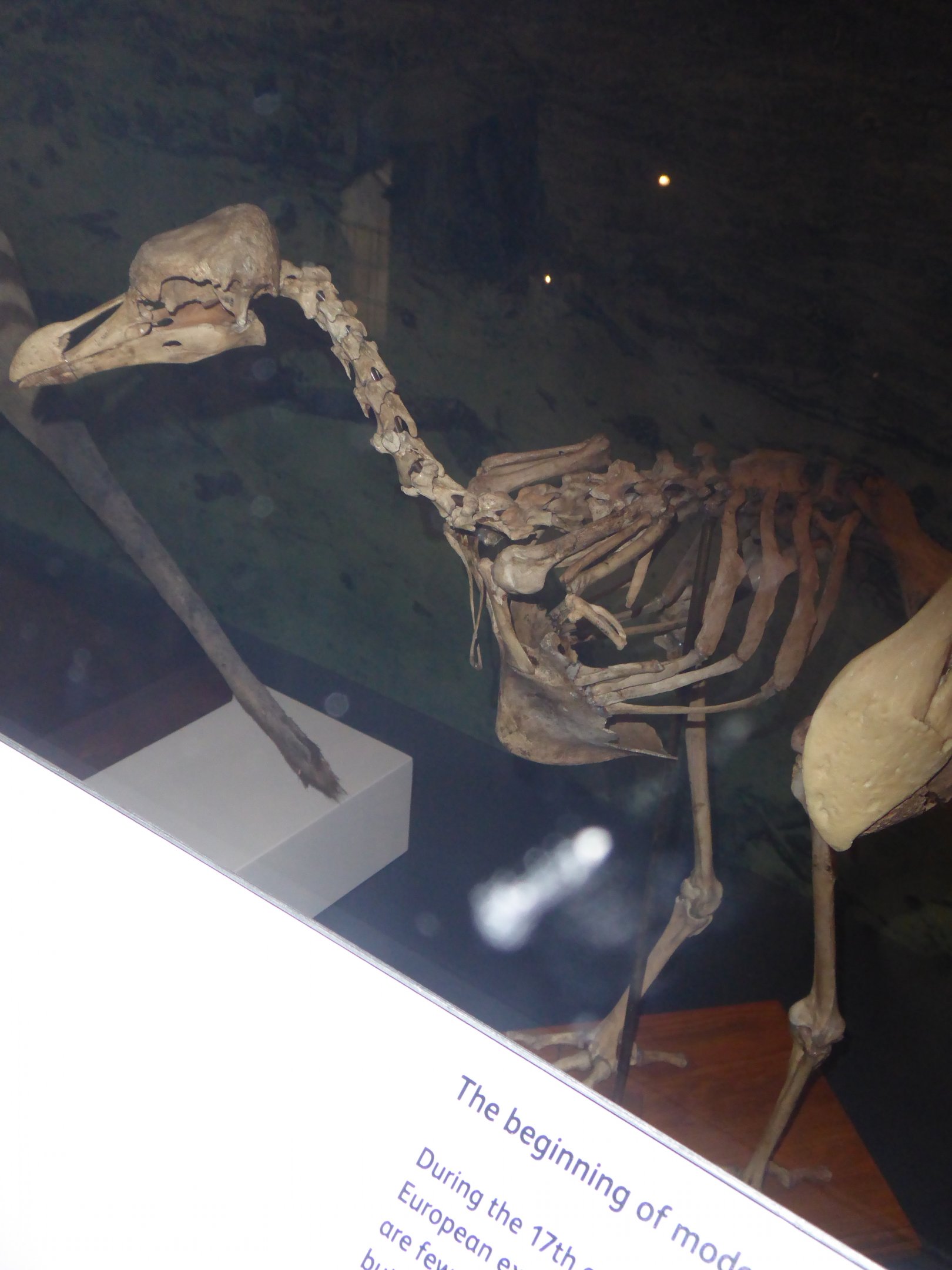 Skeleton of Rodrigues Solitaire (Pezophaps solitaria) at National Museum of Scotland, Edinburgh