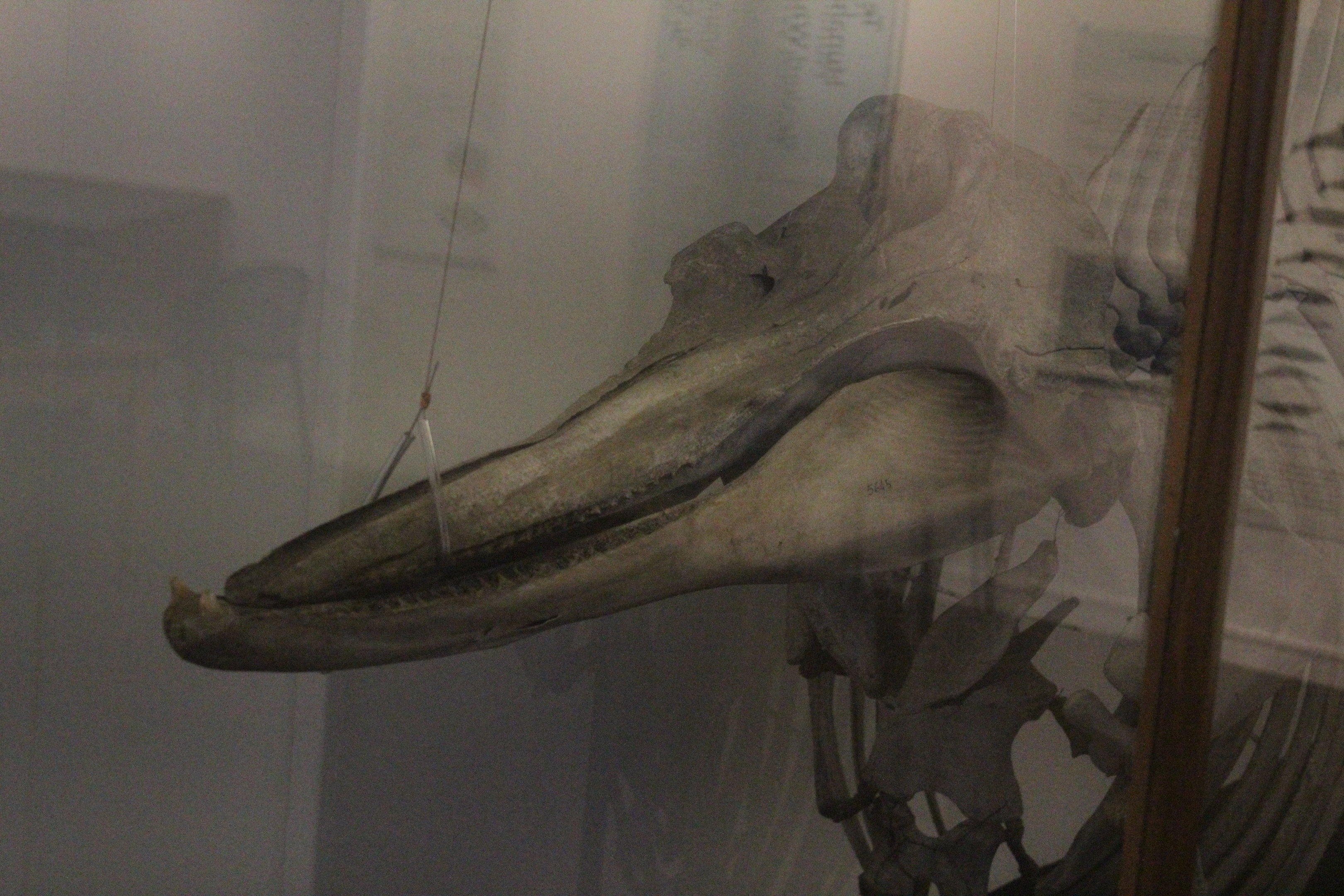Skeleton of Shepherd's Beaked Whale, Whanganui Regional Museum