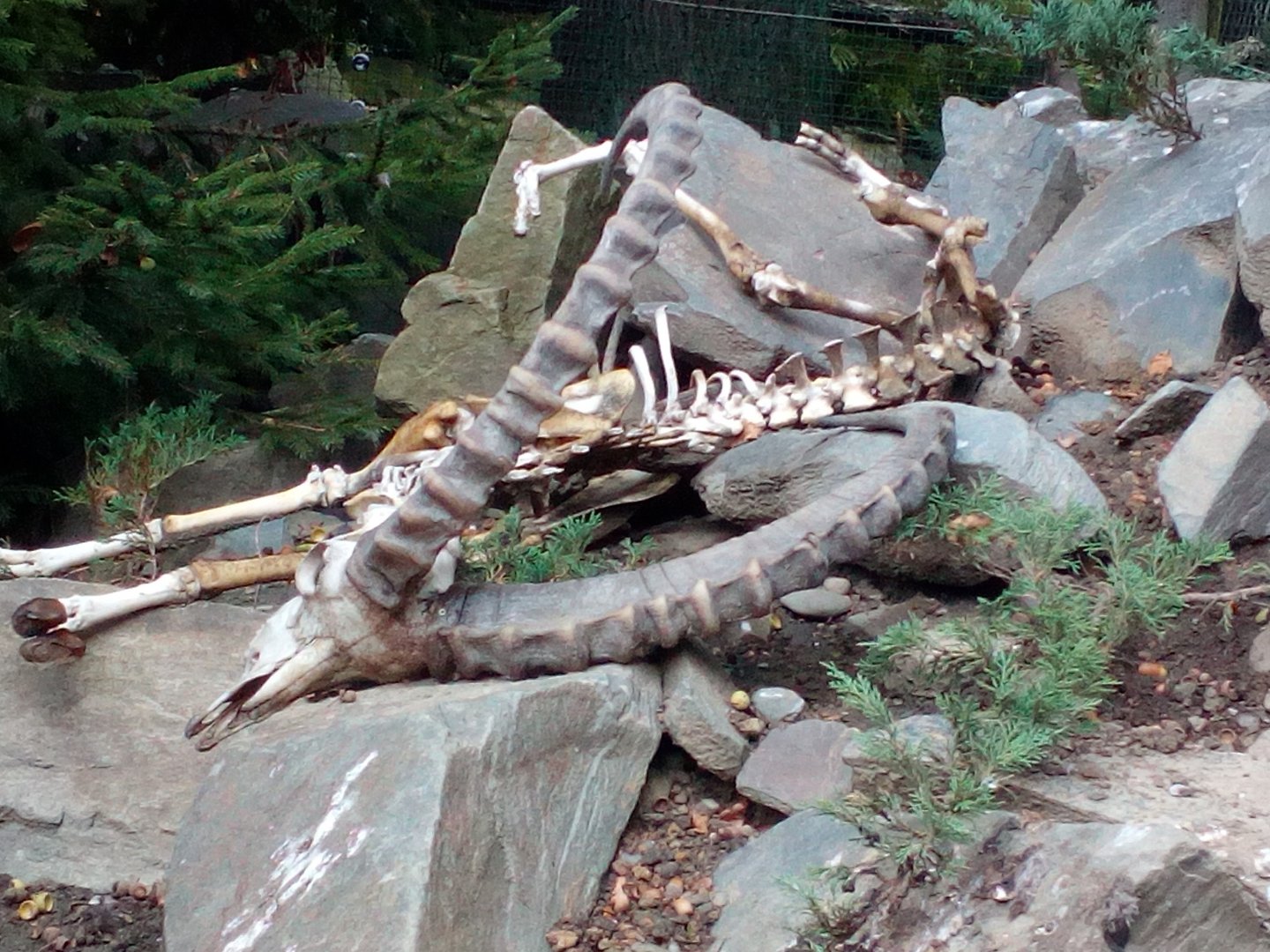 Skeleton of Siberian ibex male-9/25