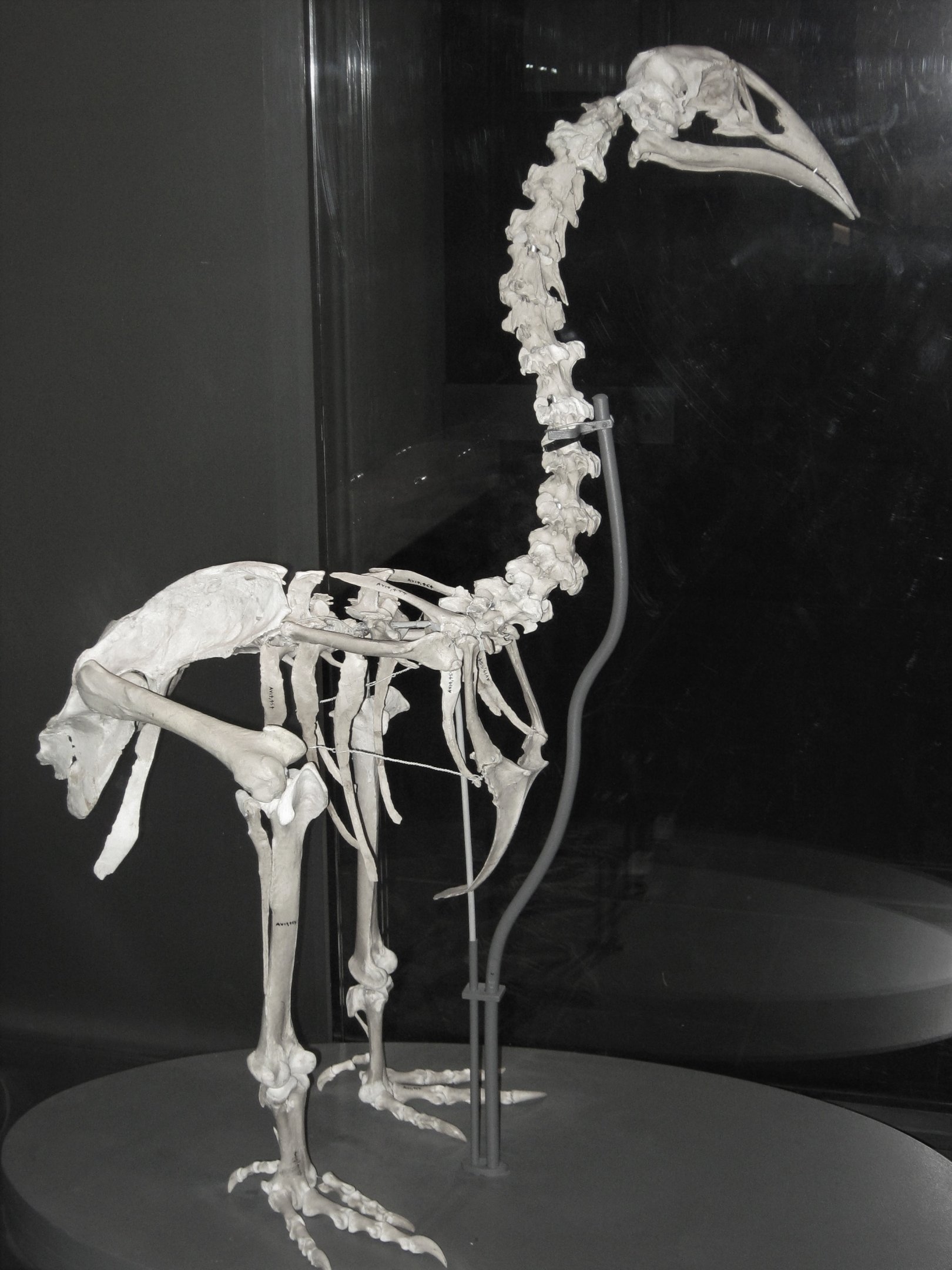 Skeleton of South Island Adzebill (Aptornis defossor)