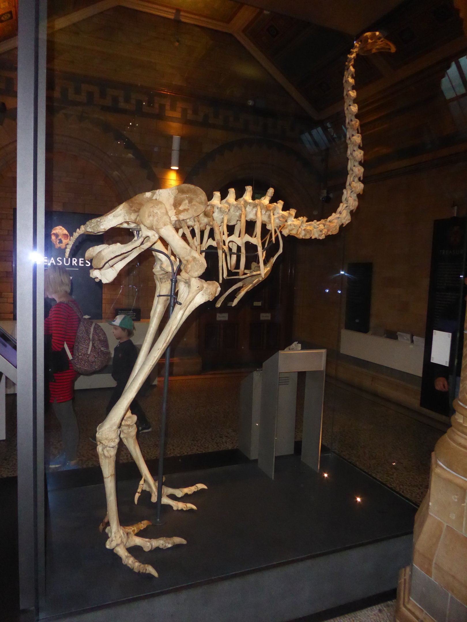 Skeleton of South Island Giant Moa (Dinornis robustus) at National History Museum, London