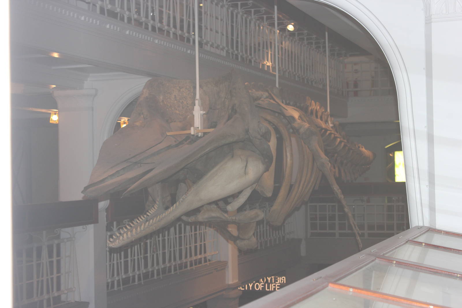 Skeleton of sperm whale calf