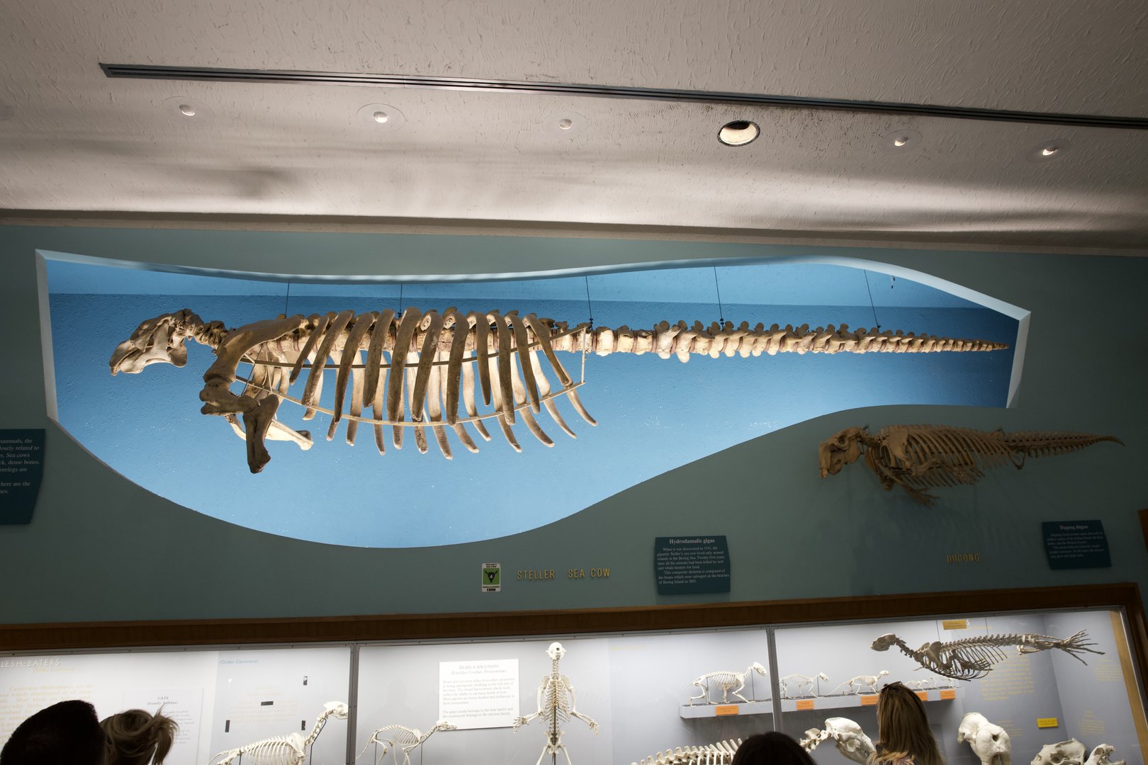 Skeleton of Steller's Sea Cow/Hydrodamalis gigas and Dugong/ Dugong dugon