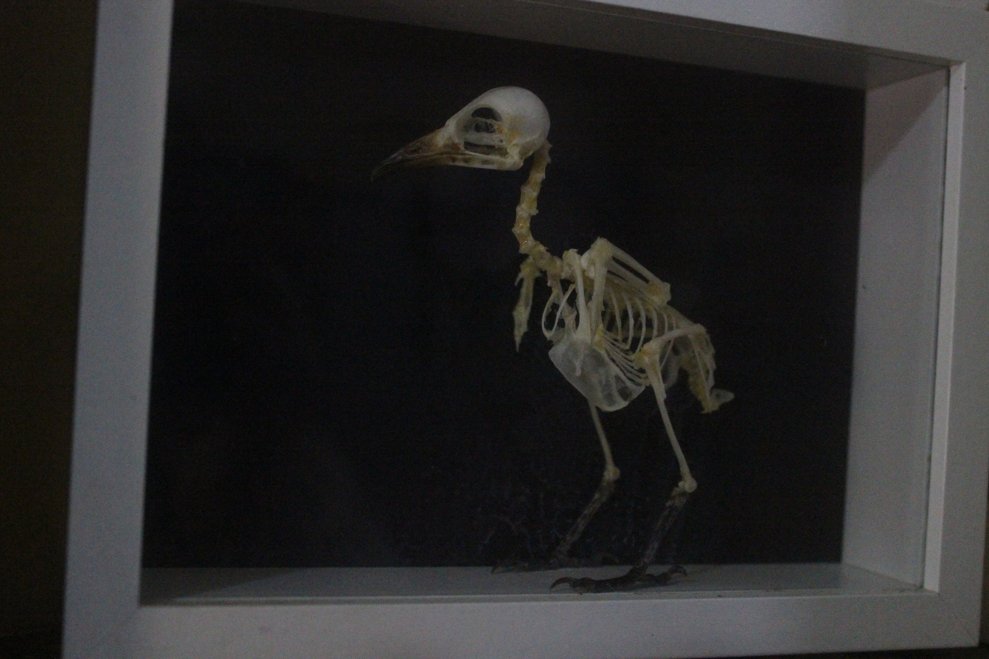 Skeleton of Yellow-vented Bulbul, The Dinosaur House (Raetihi)