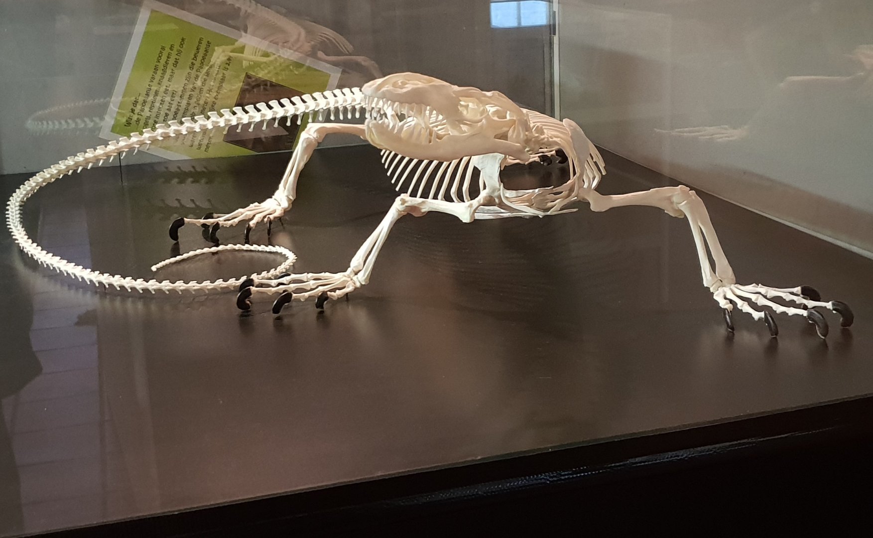 Skeleton Papuan monitor - Varanus salvadori