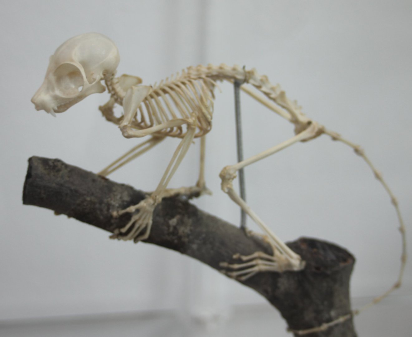 Skeleton Prince Demidoff's bushbaby - Galagoides demidovii