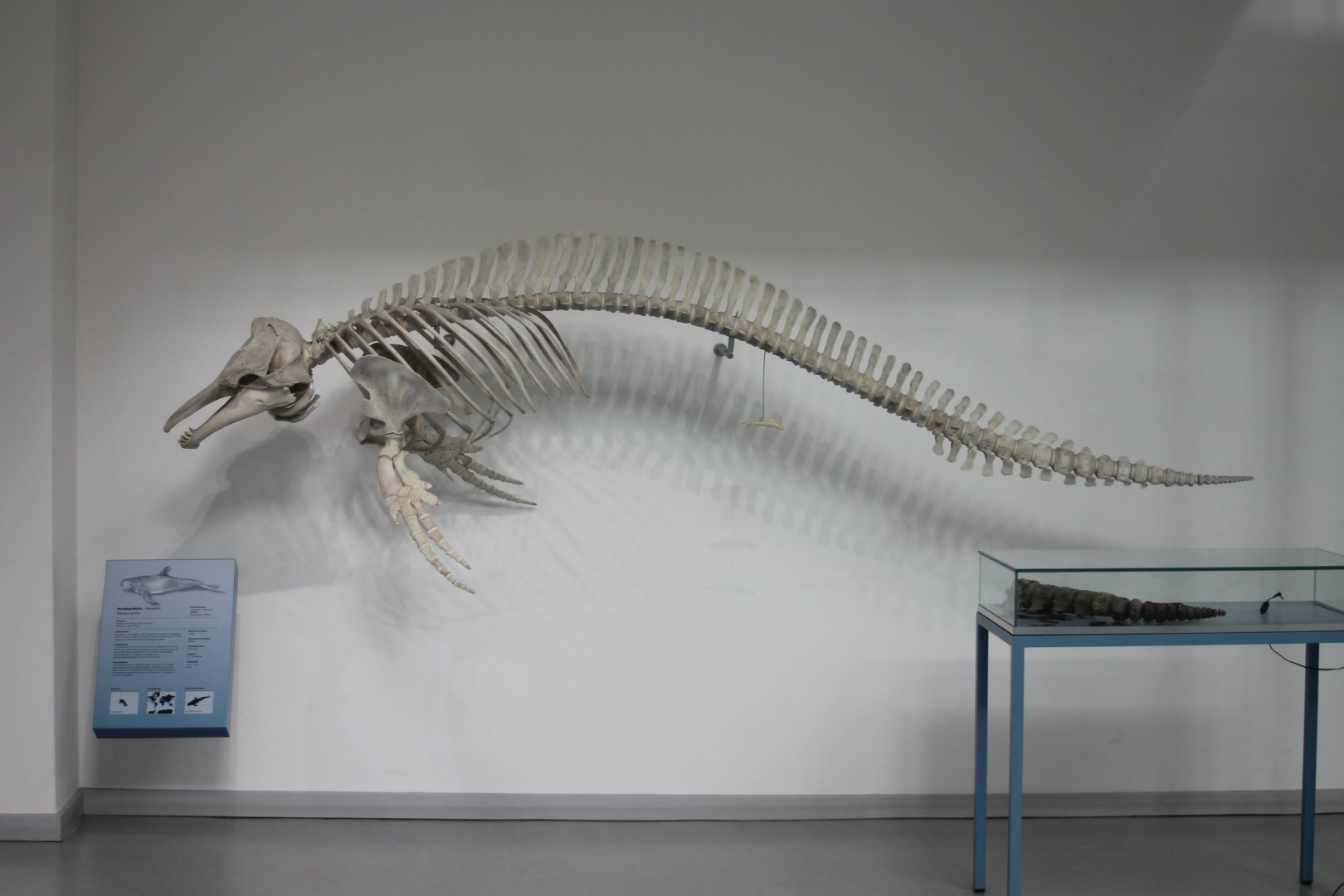 Skeleton Risso's dolphin