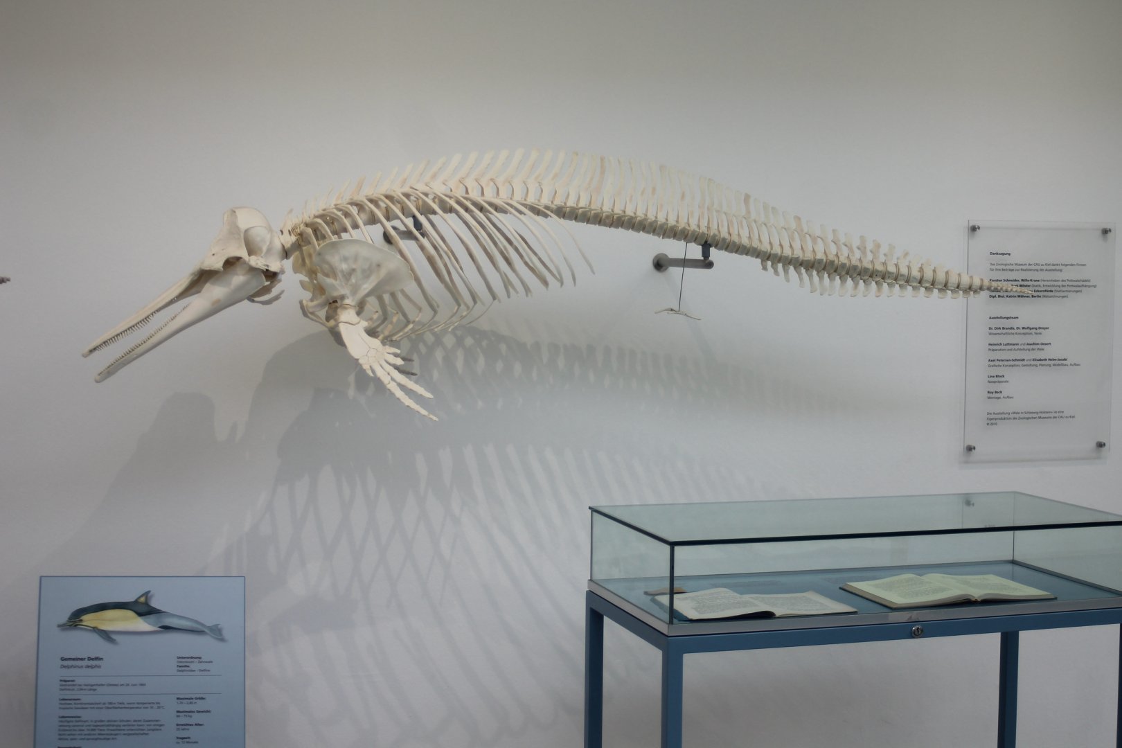 Skeleton Short-beaked common dolphin