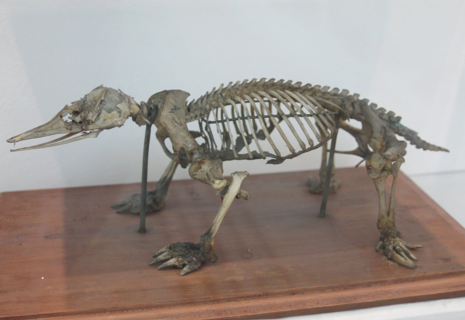 Skeleton Short-beaked echidna