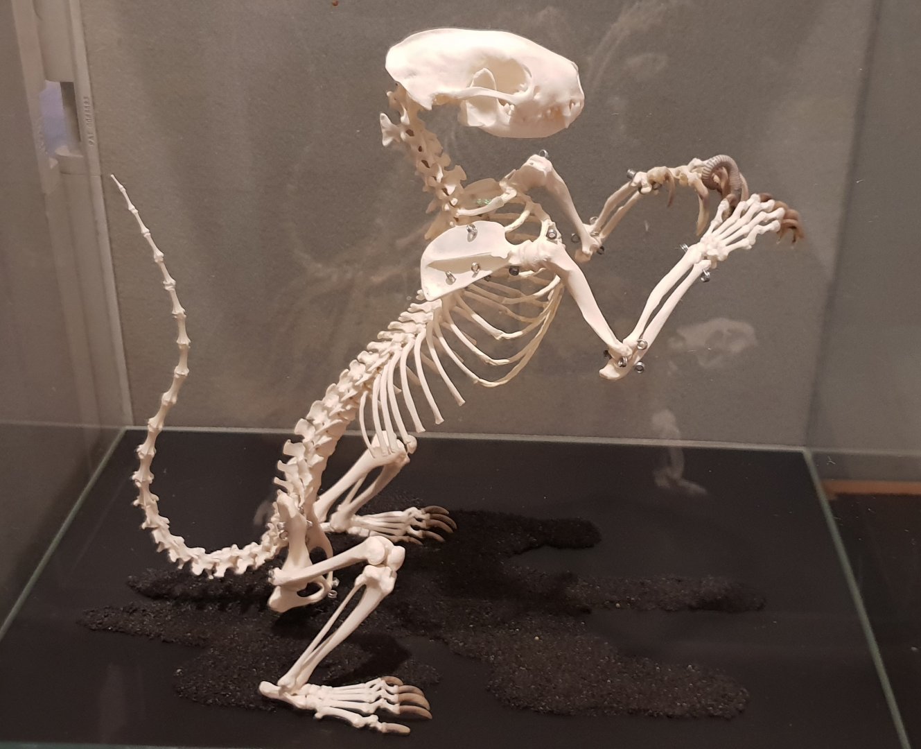 Skeleton Skunk
