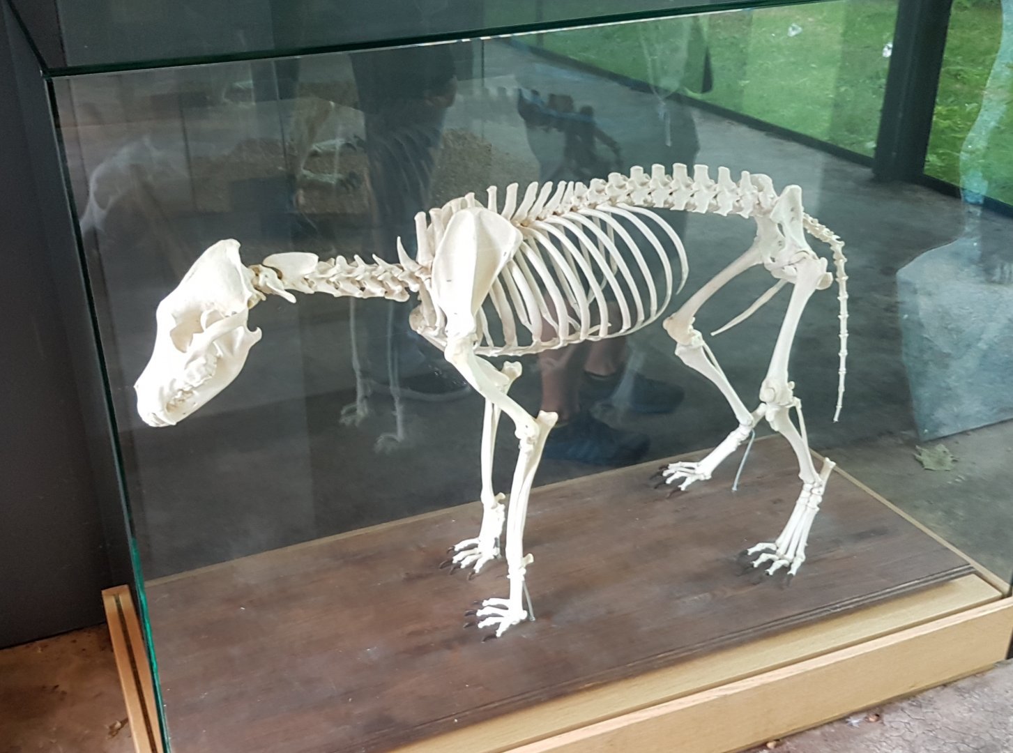 Skeleton Sun bear