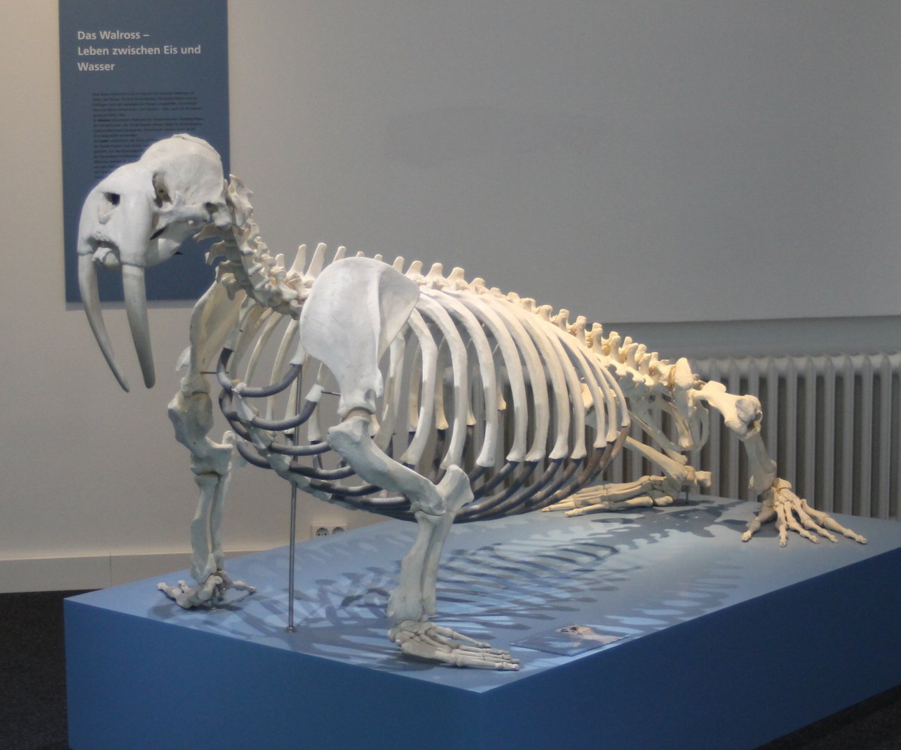 Skeleton Walrus