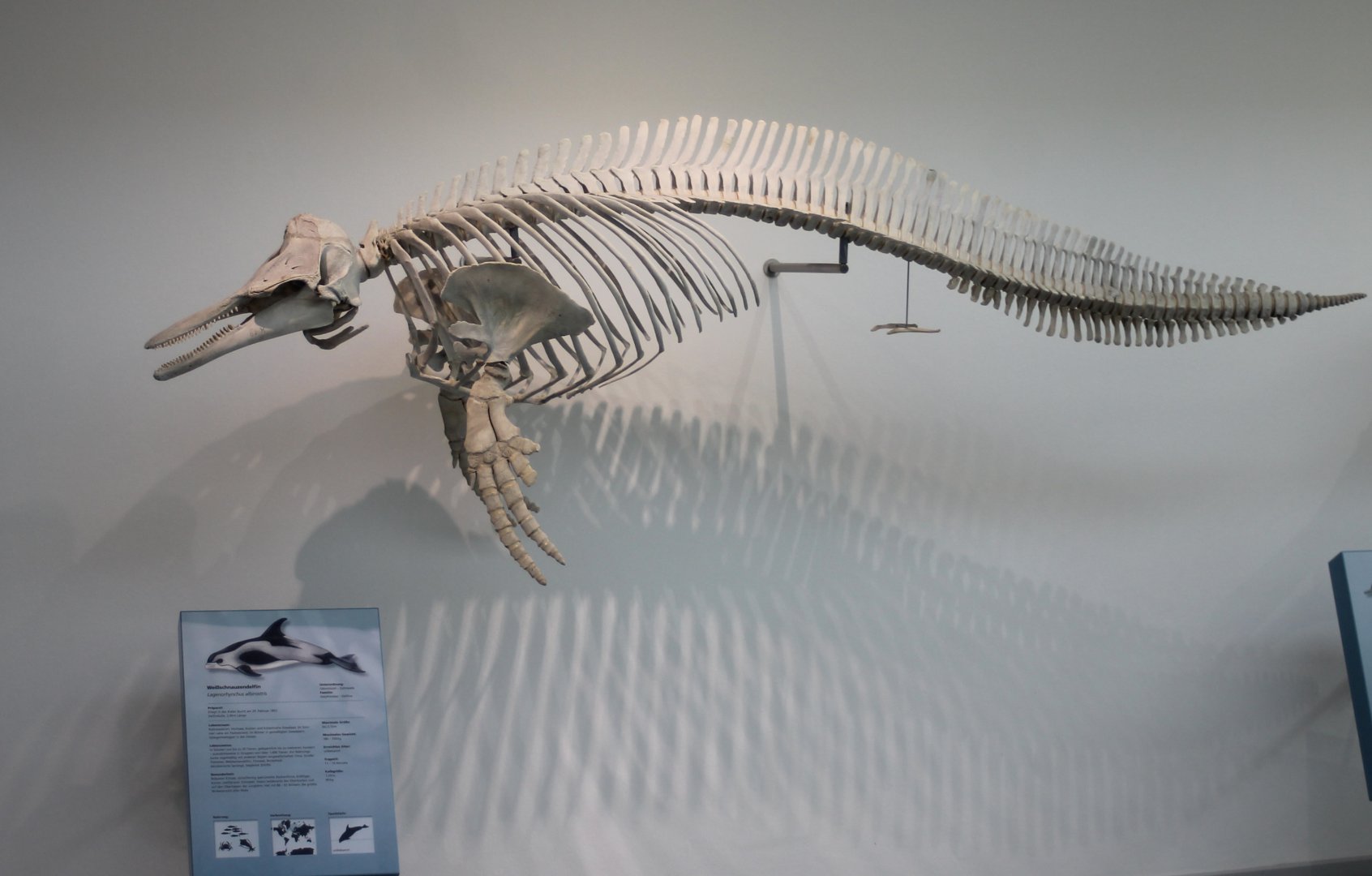 Skeleton White-beaked dolphin