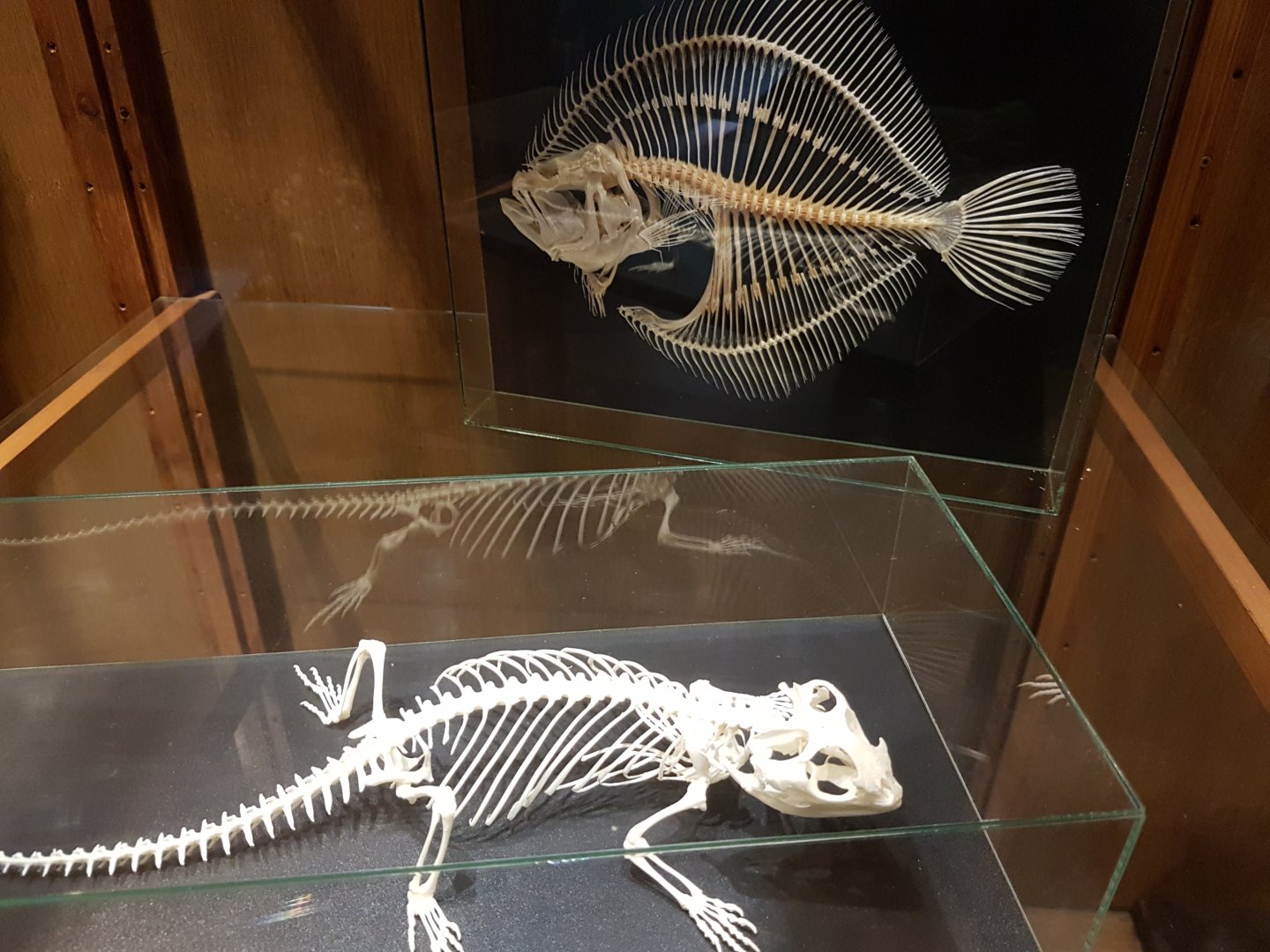 Skeletons Lizards and Flatfish-species
