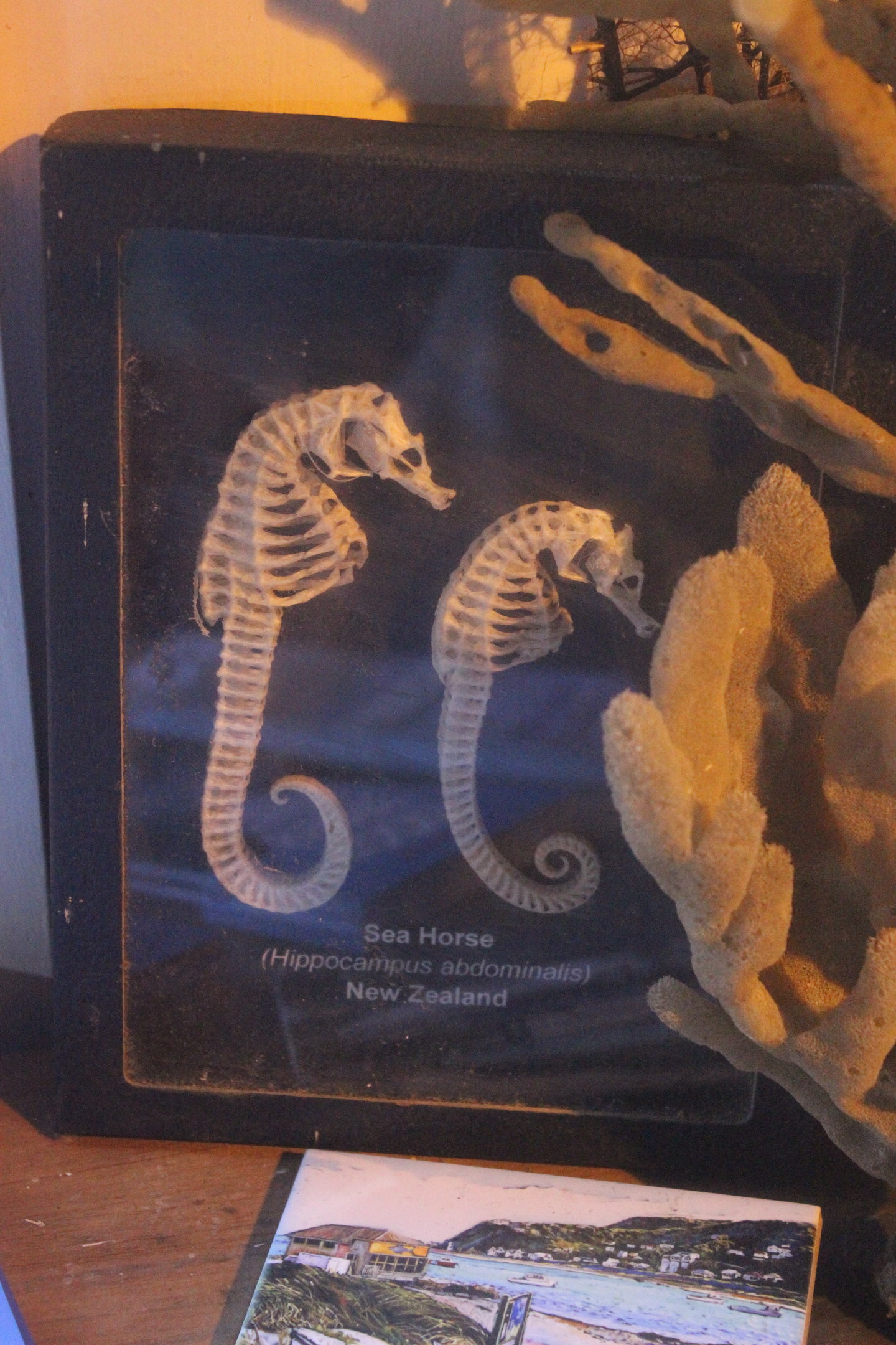 Skeletons of Hippocampus abdominalis