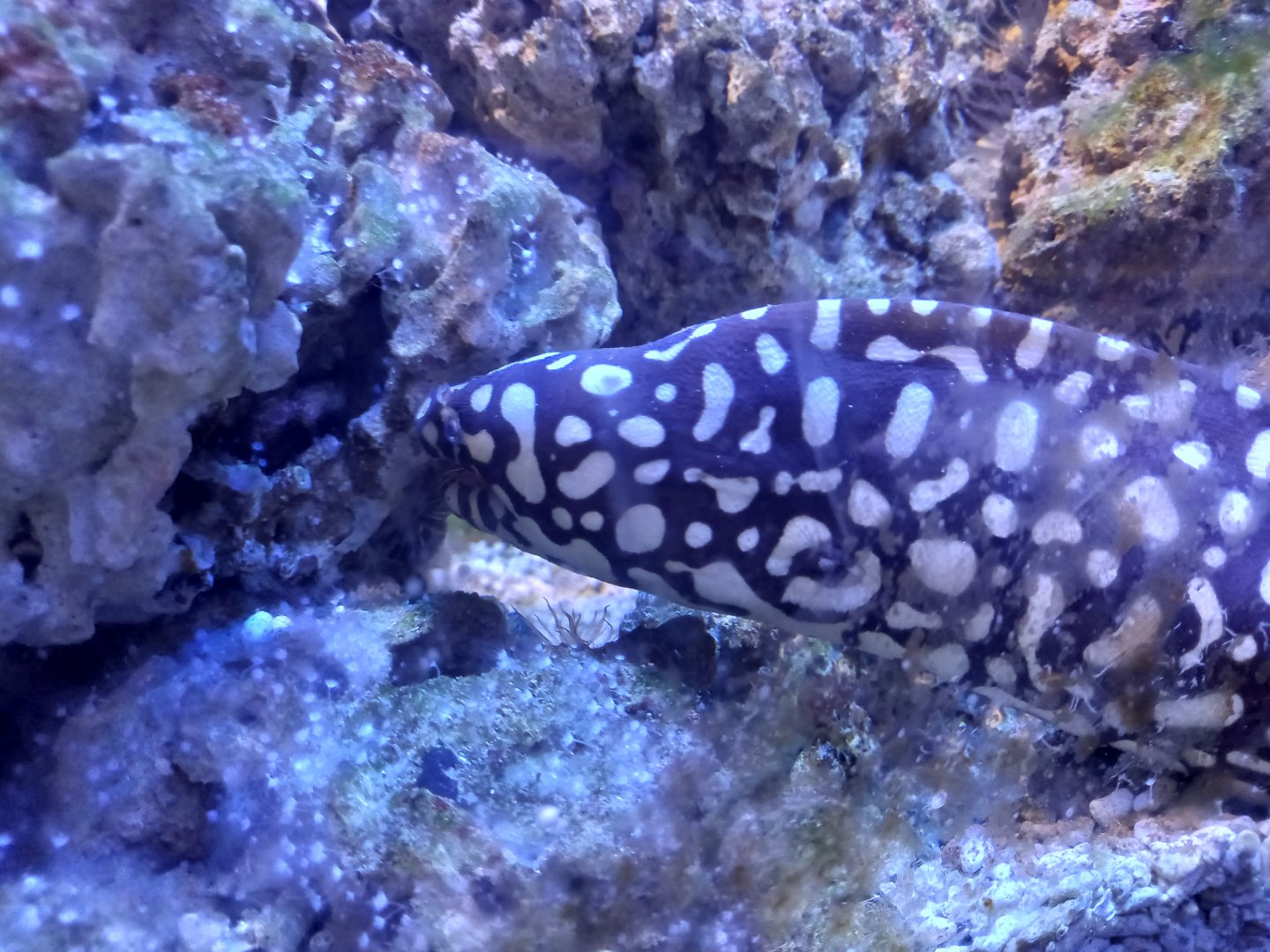 Skeletor Moray (yes that's apparently what it's called)