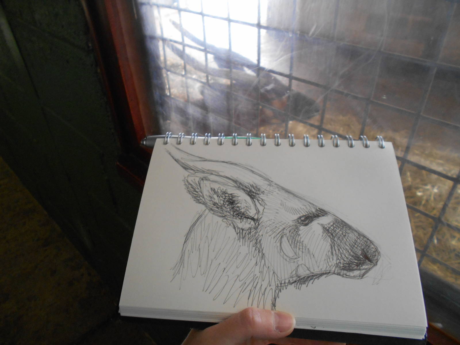 Sketching at Whipsnade Zoo, 28th May 2016