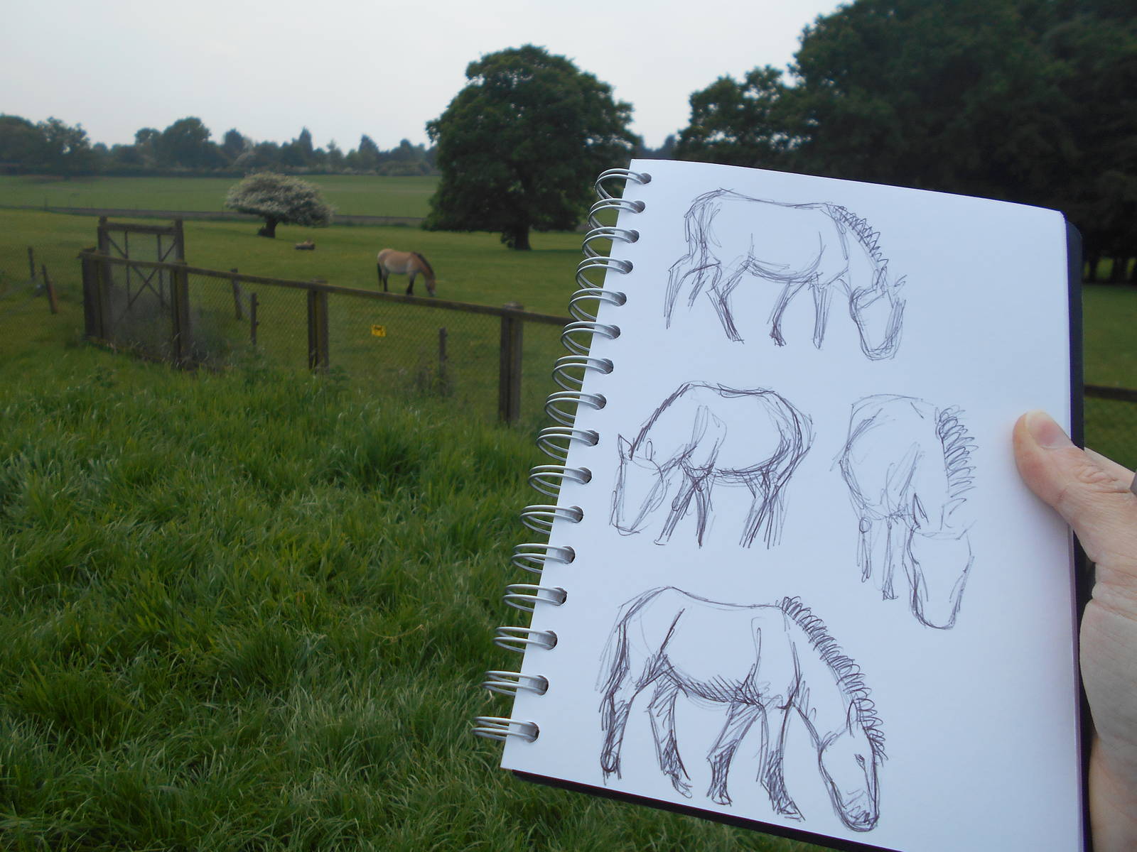 Sketching at Whipsnade Zoo, 28th May 2016
