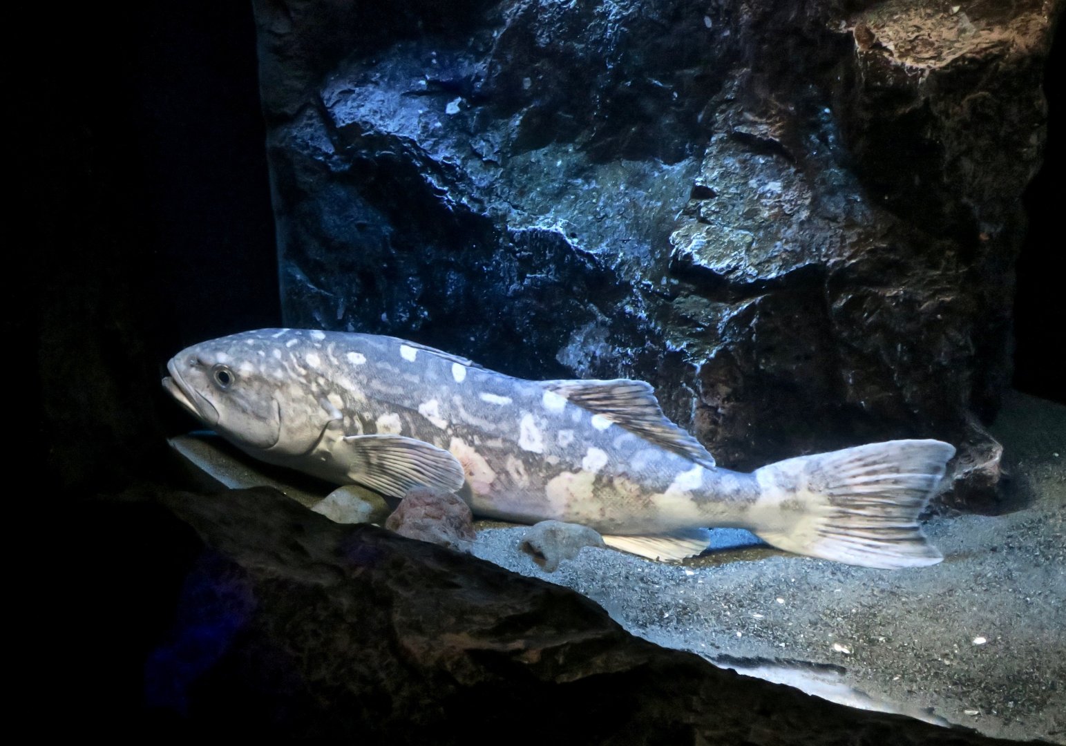 Skilfish (Erilepis zonifer)