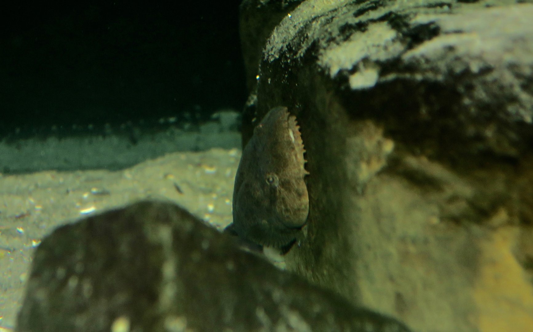 Skilletfish (Gobiesox strumosus)