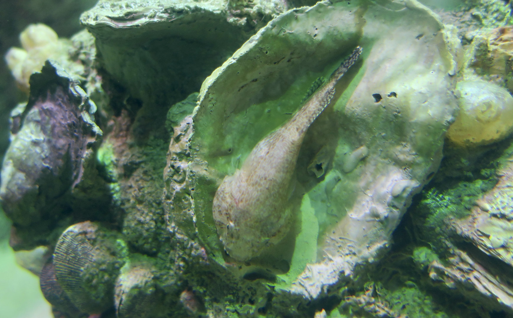 Skilletfish (Gobiesox strumosus)