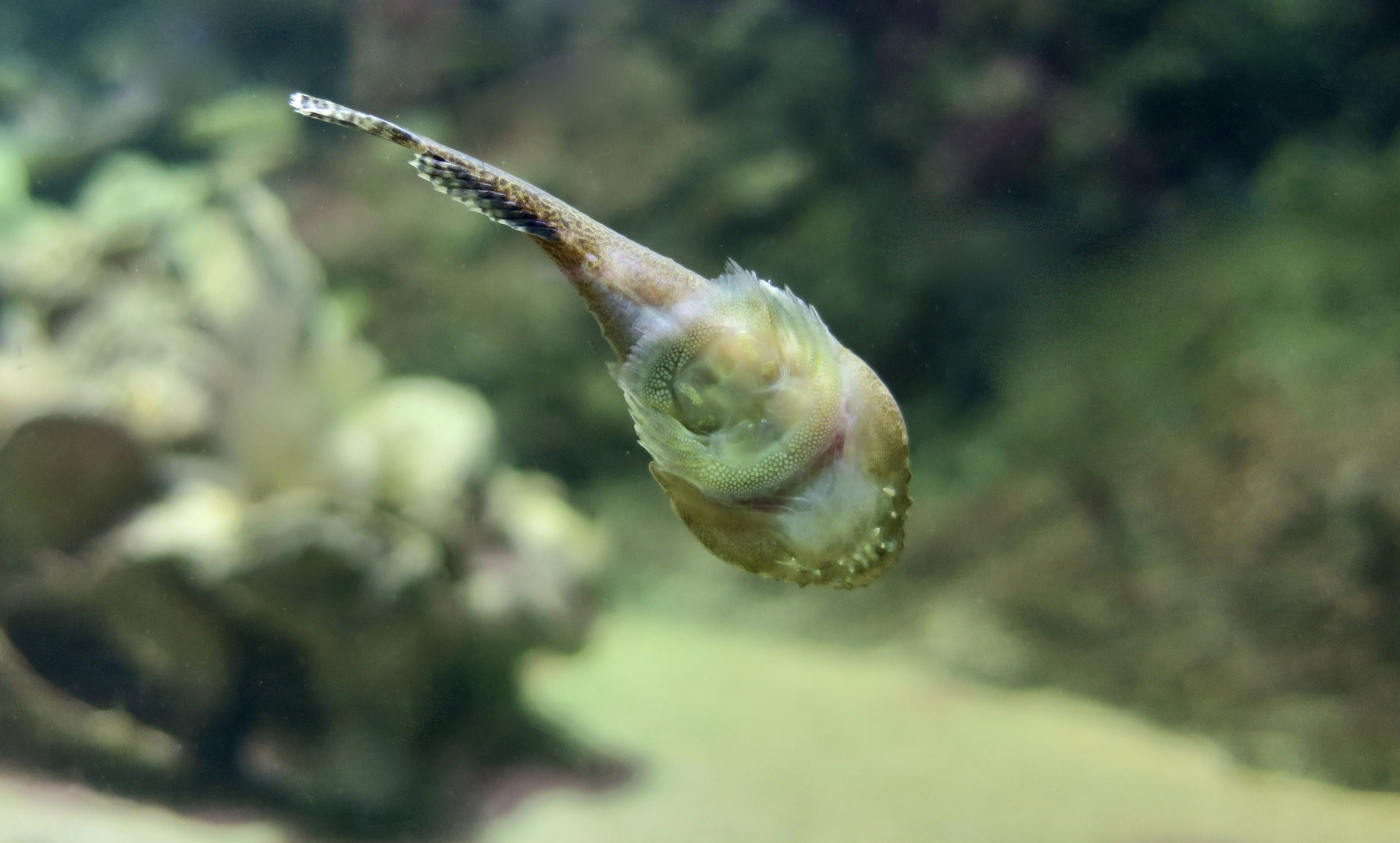 Skilletfish (Gobiesox strumosus)
