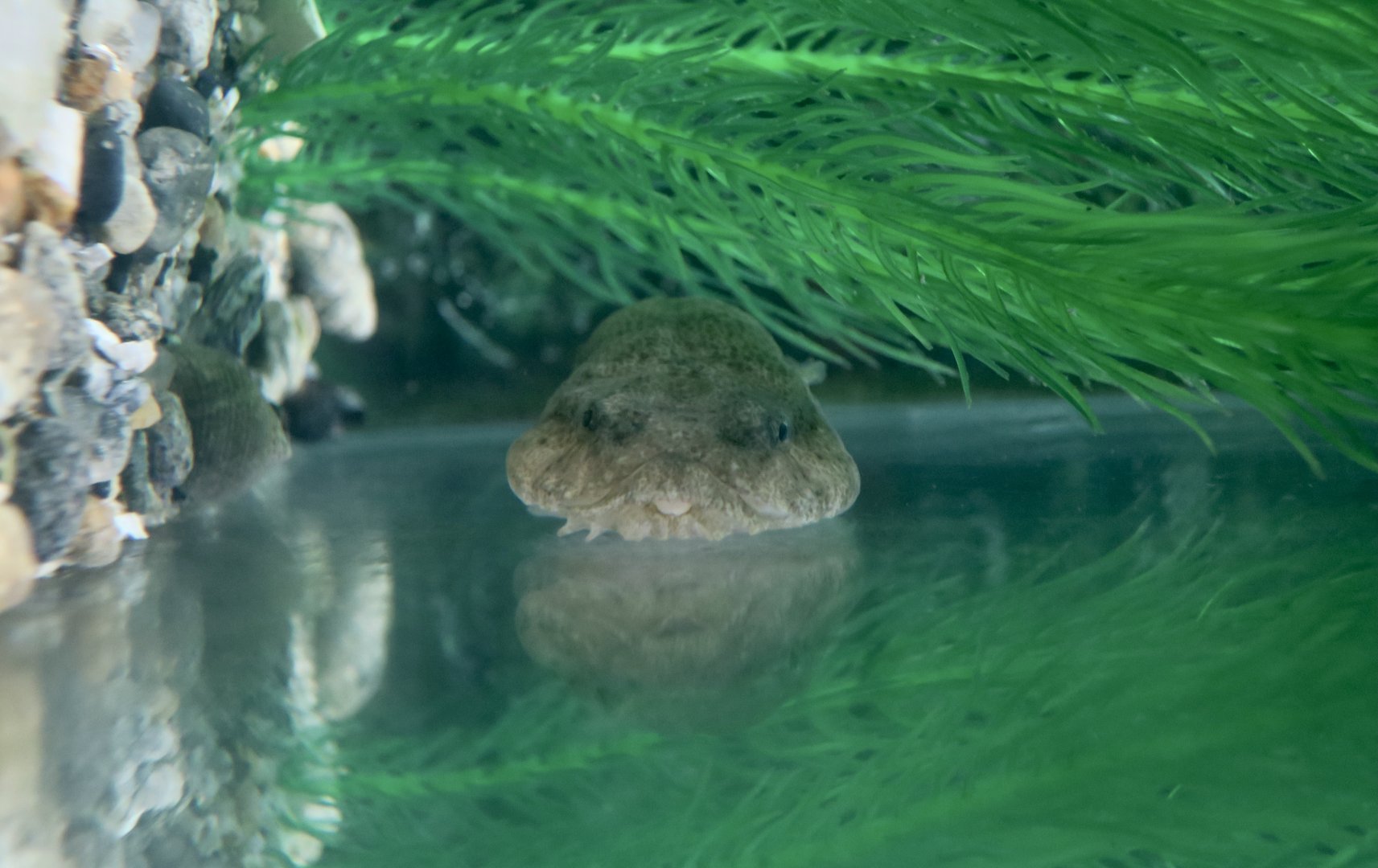 Skilletfish (Gobiesox strumosus)