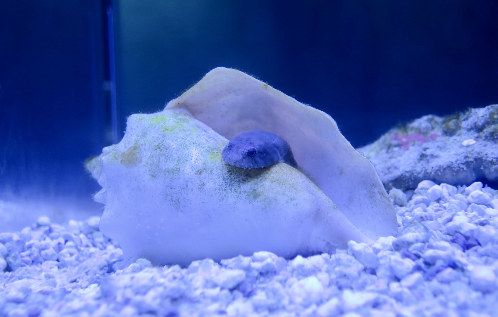 Skilletfish (Gobiesox strumosus)