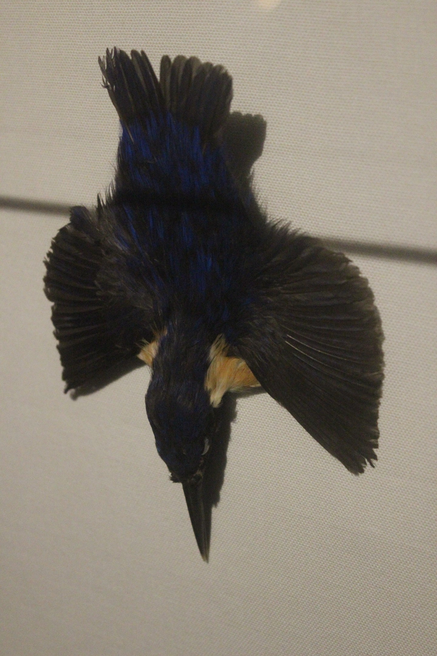 Skin (Brooch) of Azure Kingfisher, The Dowse Art Museum