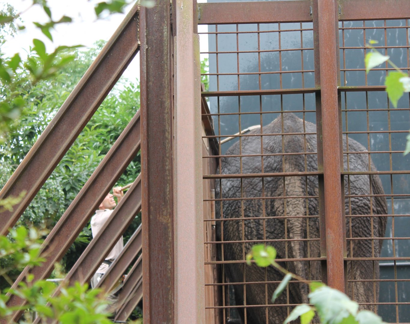 Skin-care African elephant