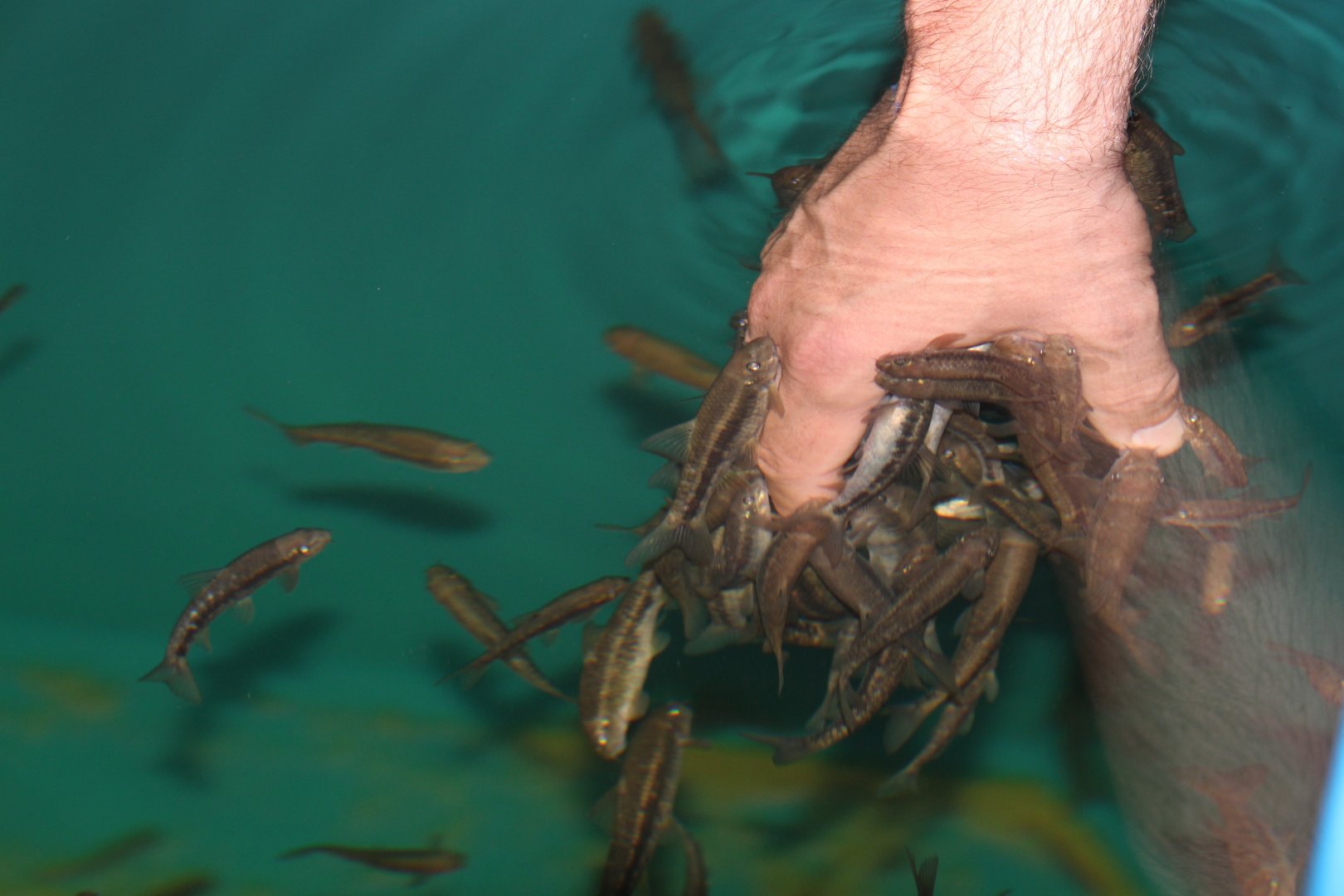 Skin-eating fish, September 2018