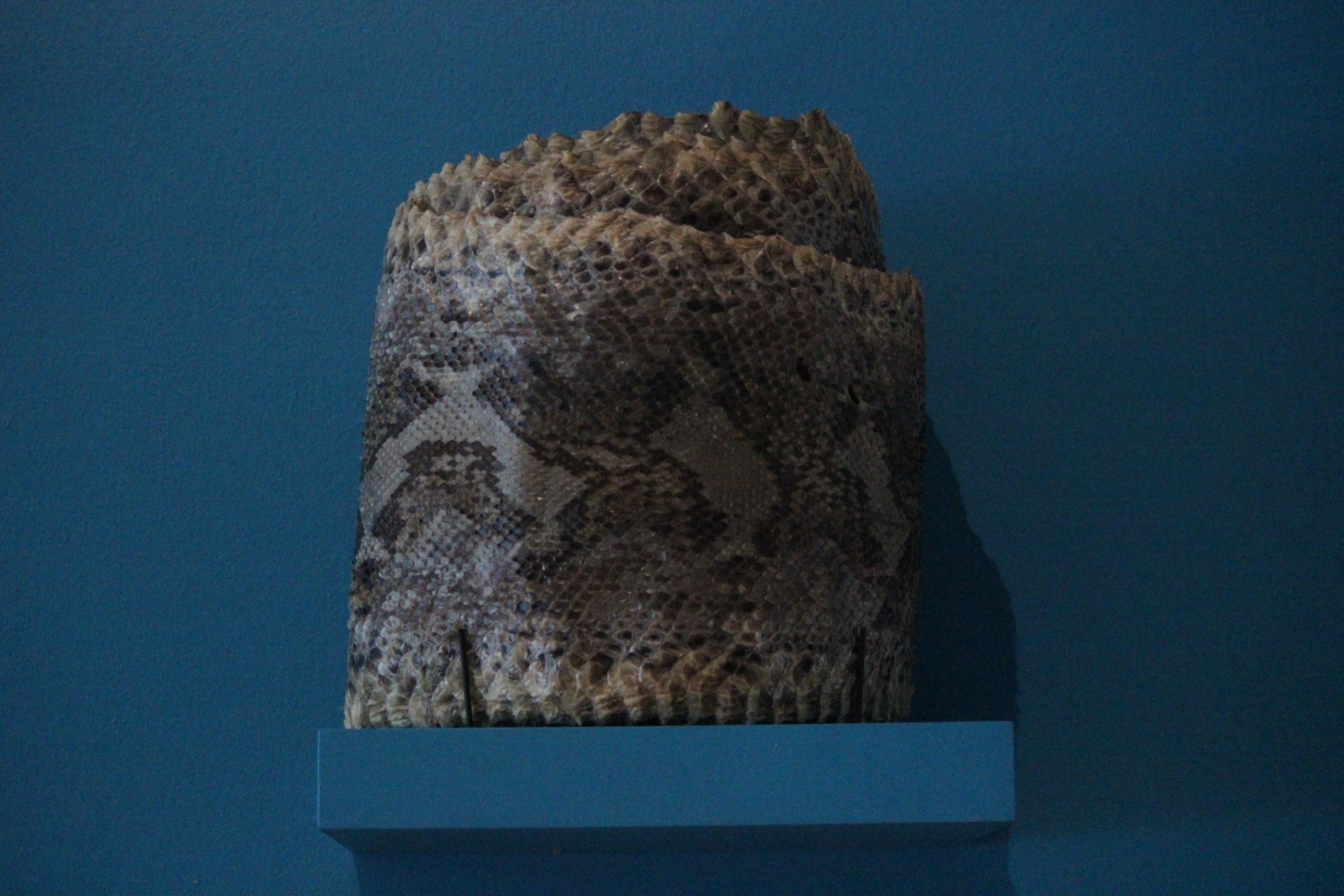 Skin of African Rock Python, The Dowse Art Museum