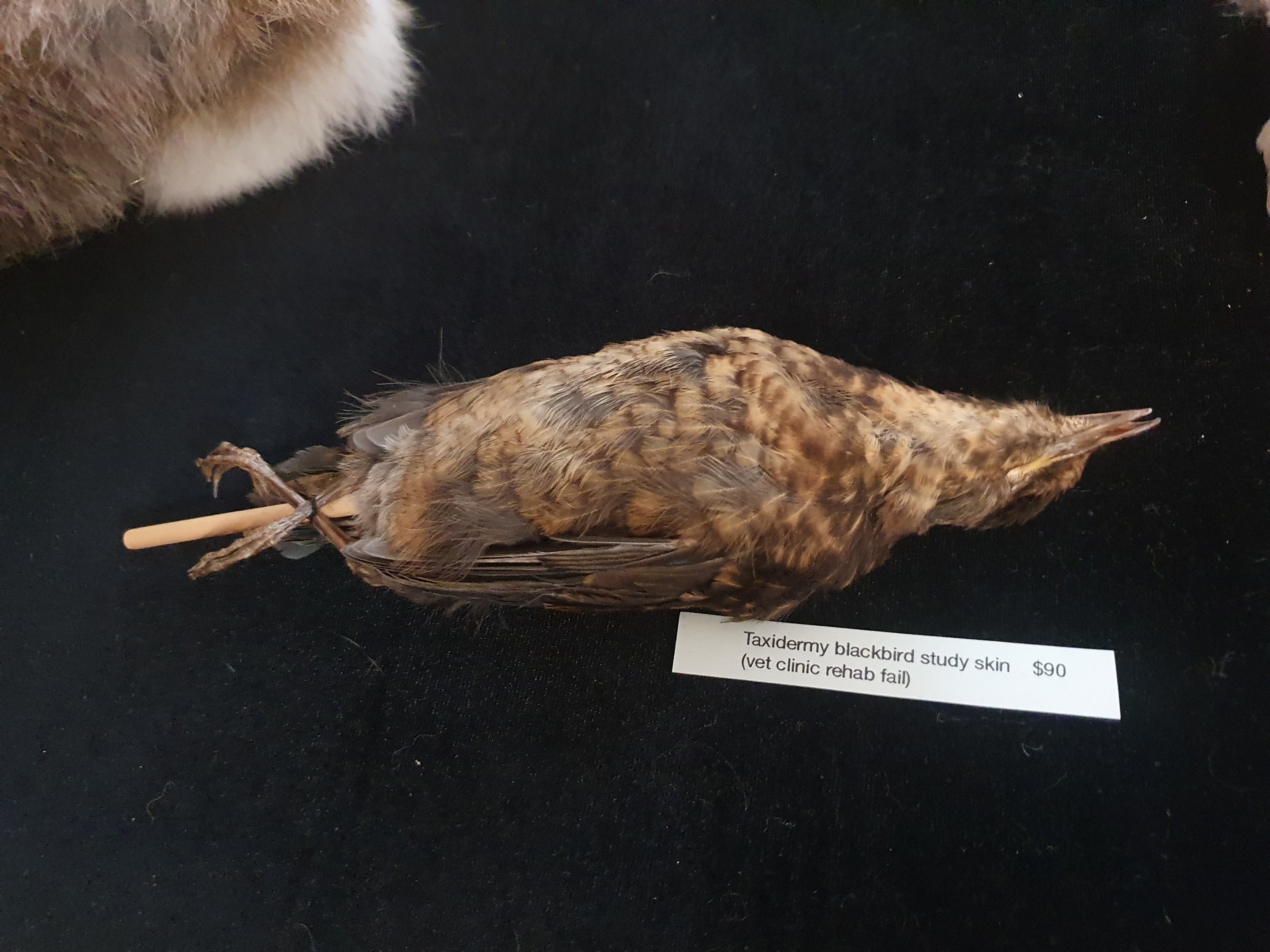 Skin of Common Blackbird juvenile, art event at Cambridge Terrace (Wellington Central)