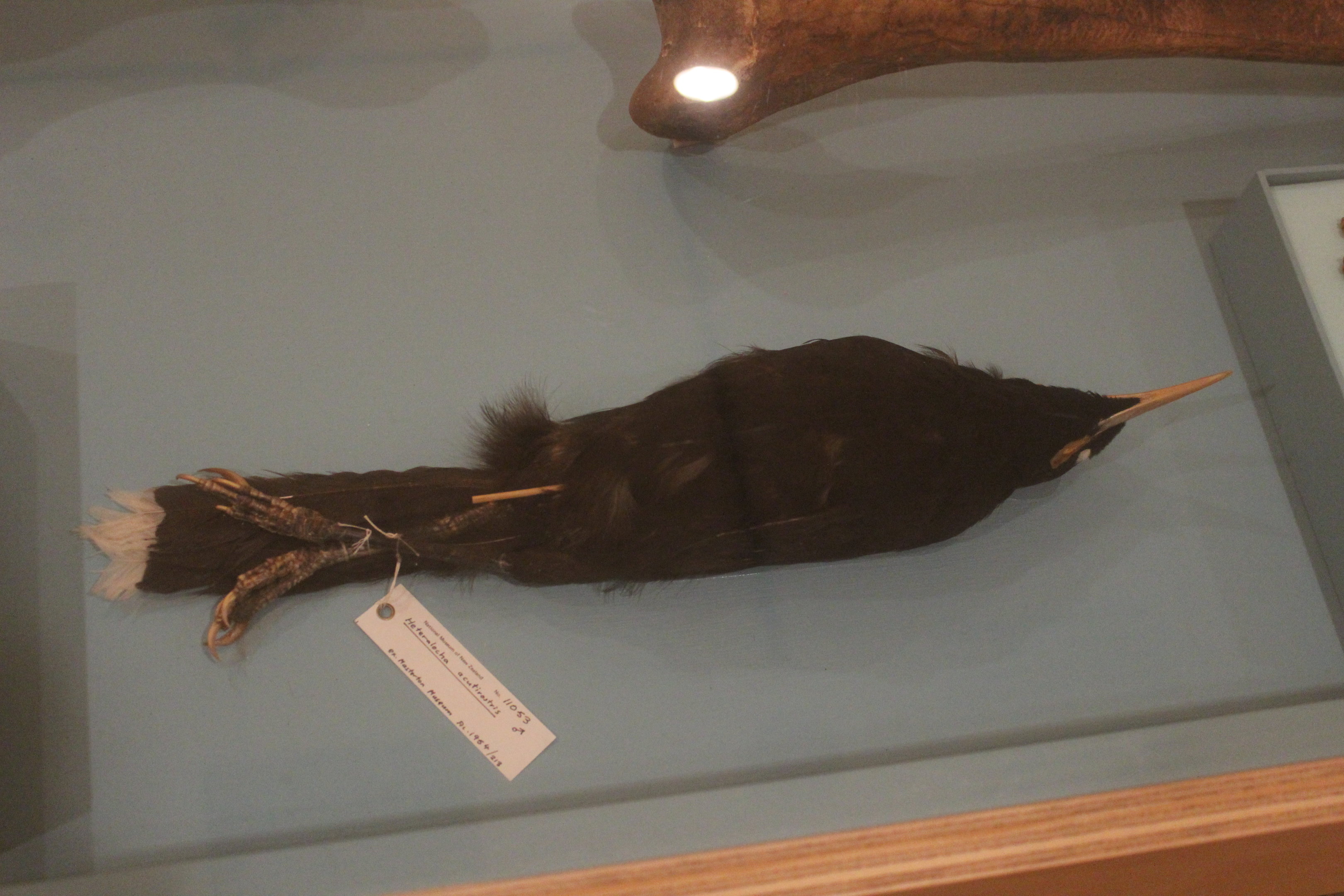 Skin of Huia male, Aratoi Museum of Art & History