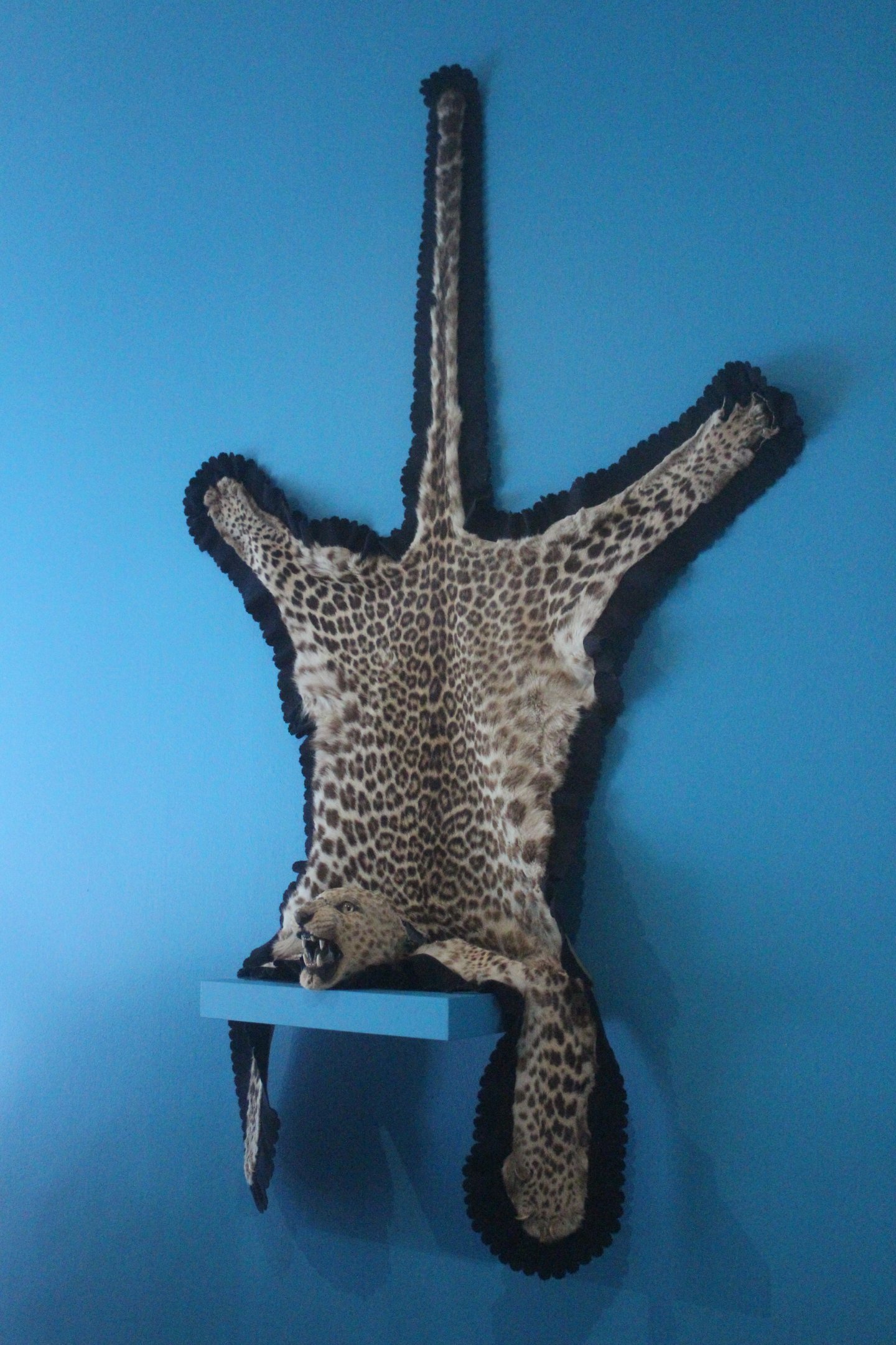 Skin of Indian Leopard, The Dowse Art Museum