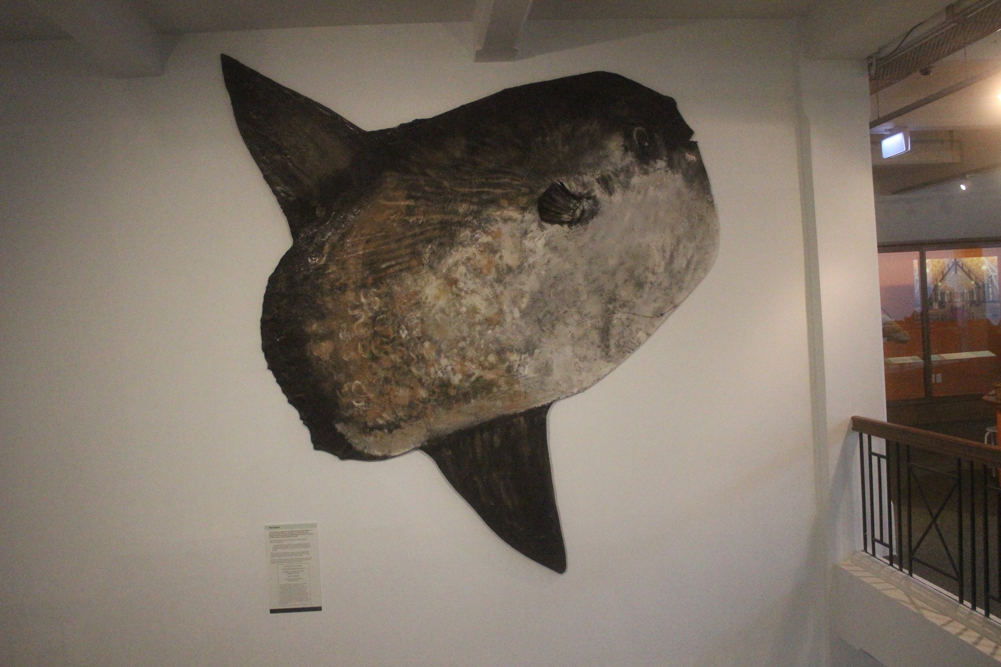 Skin of Mola mola, Whanganui Regional Museum