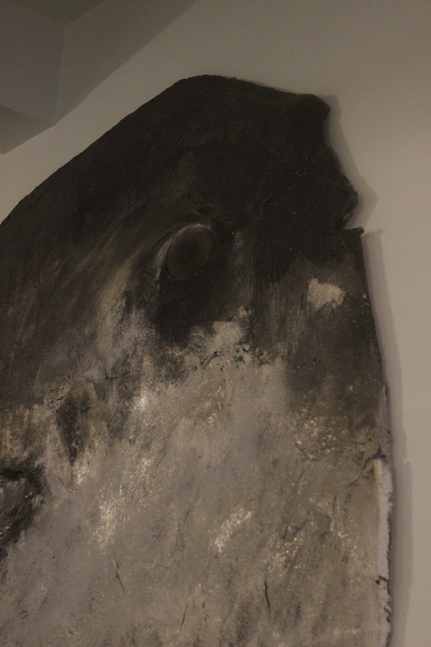 Skin of Mola mola, Whanganui Regional Museum