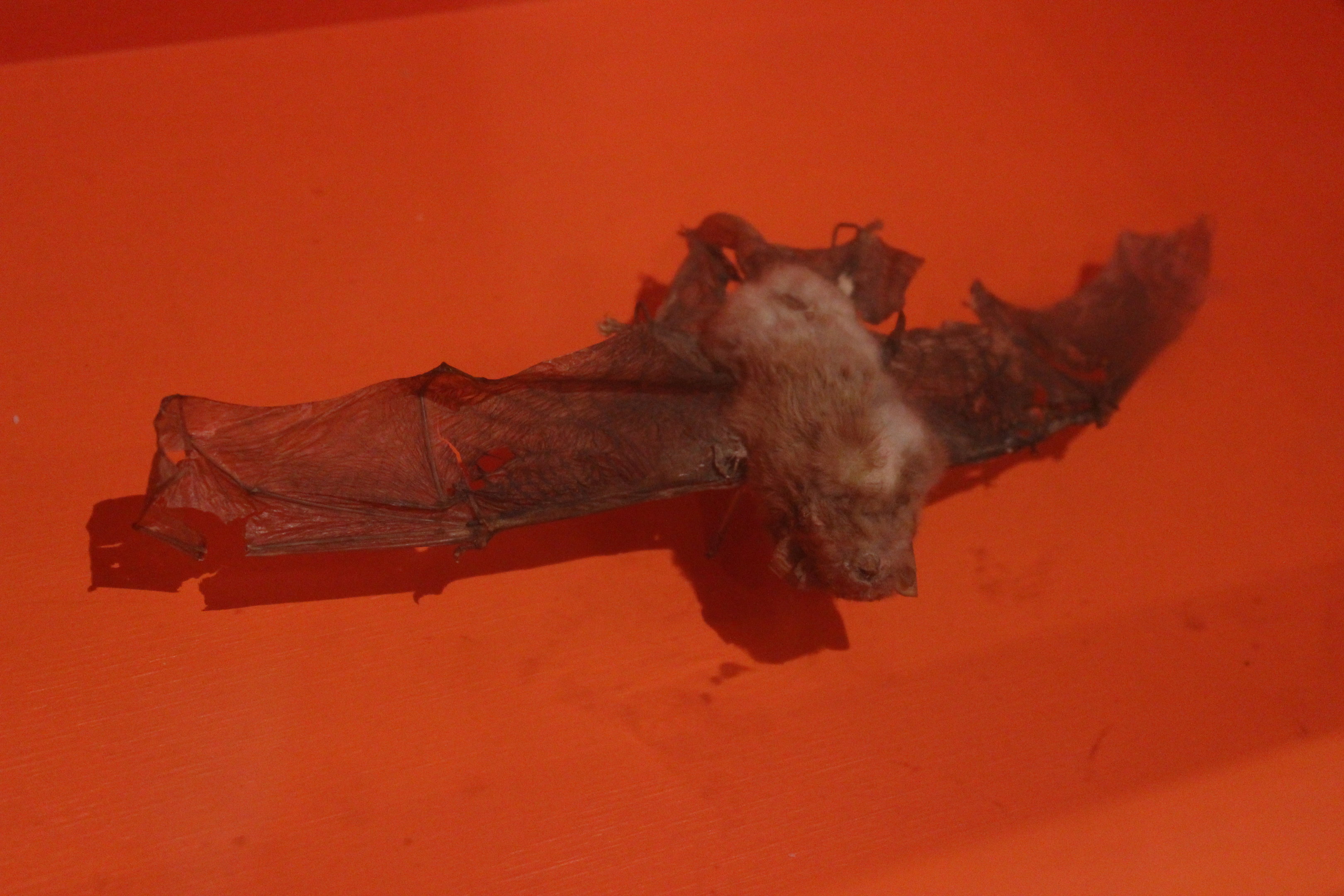 Skin of New Zealand Long-tailed Bat, Aratoi Museum of Art & History
