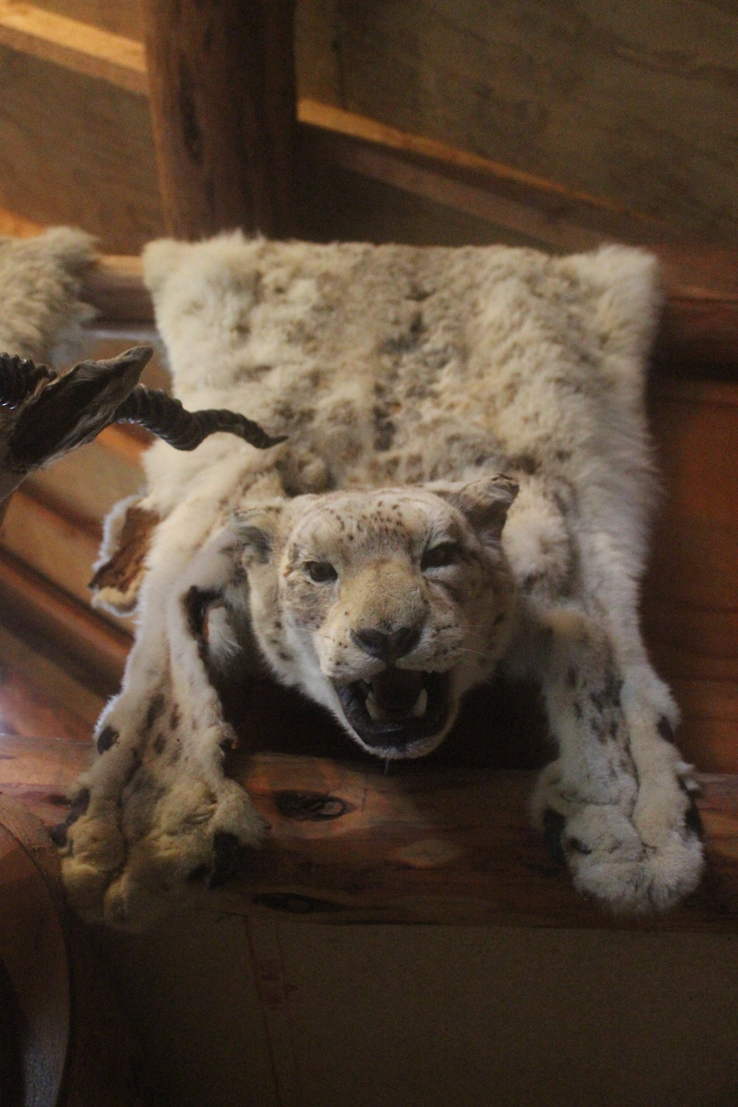 Skin of Snow Leopard, Kahutara Taxidermy Gallery