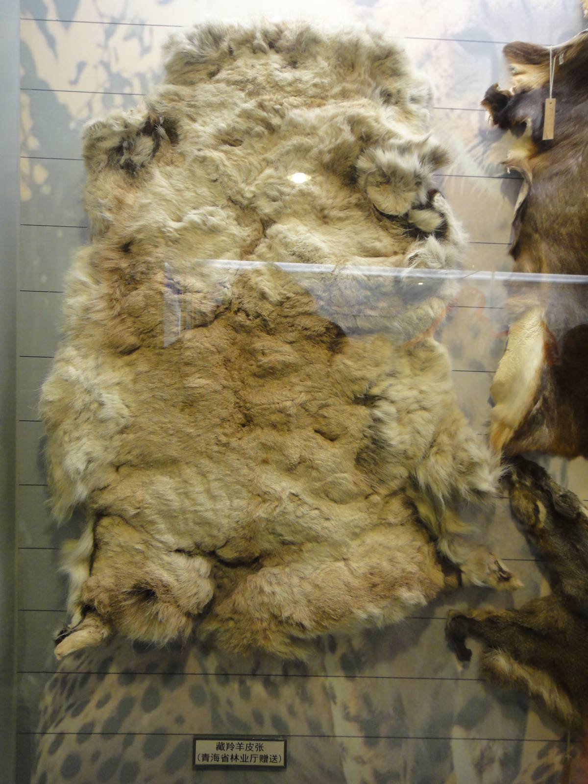 skin of Tibetan antelope