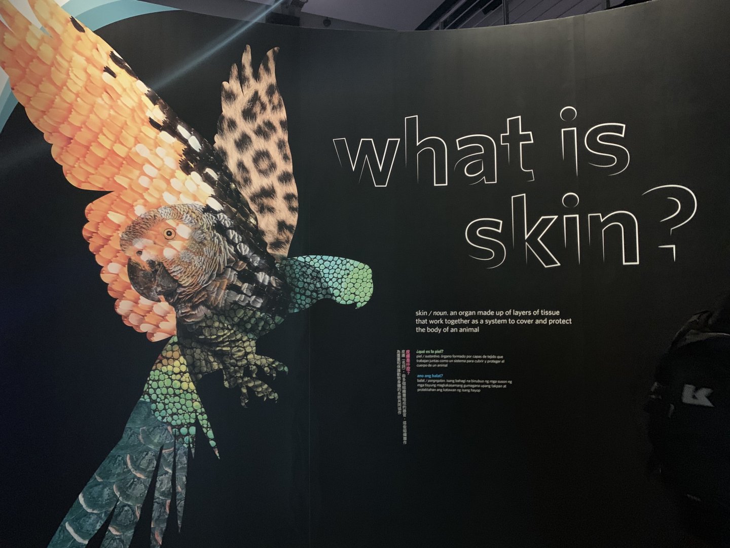 Skin - Temporary exhibit